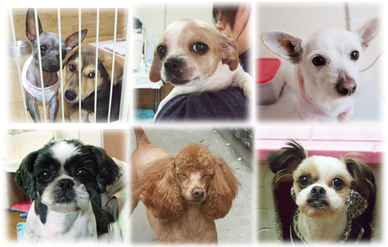 미용봉사 애타게 기다립니다!! (사진있어요)