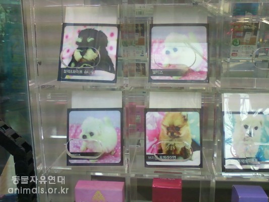 개를 경품으로 주는 게임기