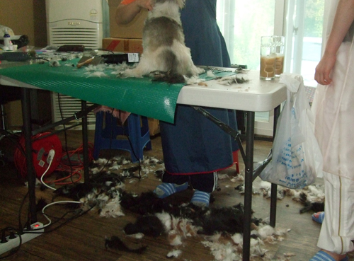 아깽이들 미용하던 날~