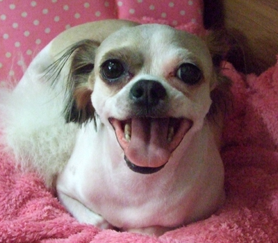 아깽이들 미용하던 날~