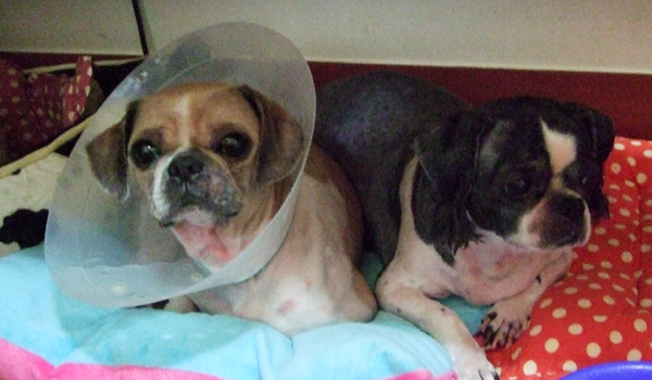 아깽이들 미용하던 날~