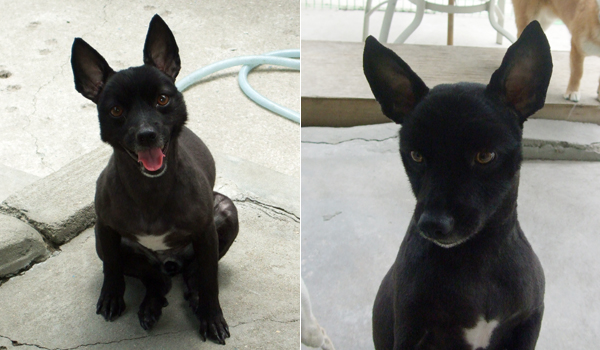 아깽이들 미용하던 날~