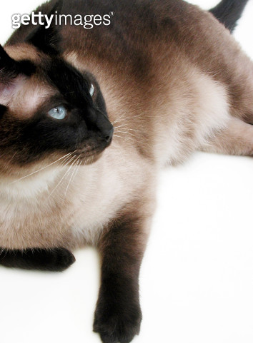 일반적인 샴 고양이들 사진입니다