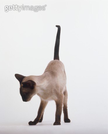 일반적인 샴 고양이들 사진입니다