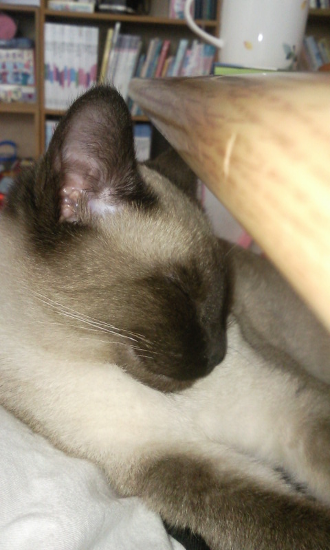 일반적인 샴 고양이들 사진입니다