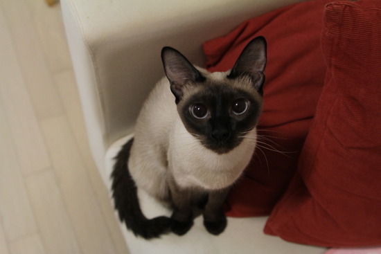 일반적인 샴 고양이들 사진입니다