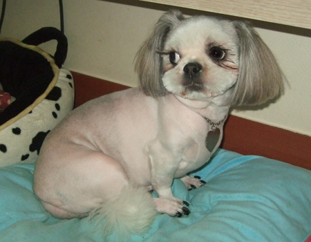 아가들 미용 두번째^^