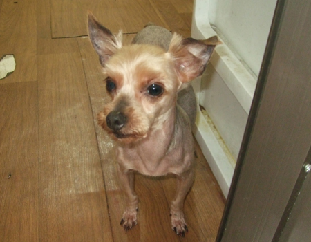 아가들 미용 두번째^^