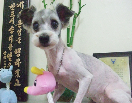 아가들 미용 두번째^^