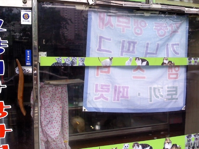 폐업 애완숍에 방치된 고양이들의 행방은?