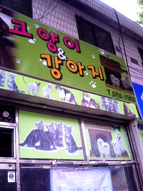 폐업 애완숍에 방치된 고양이들의 행방은?