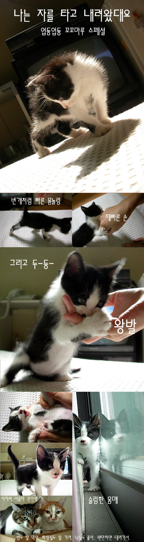 아기냥이랑 너무 닮은 아이