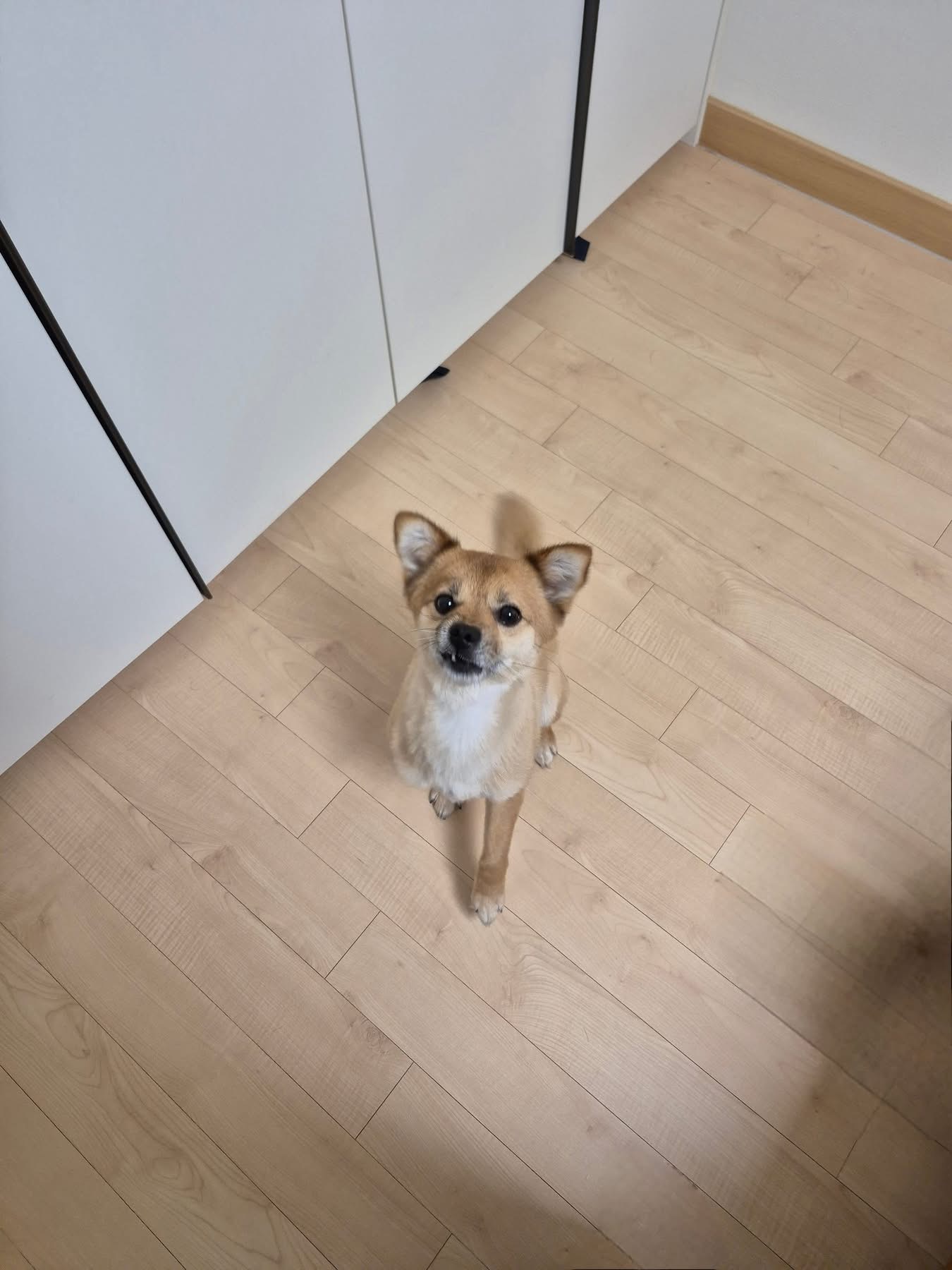 [해외입양] 캐나다 토론토에서 전해온 '달님이' 소식💌