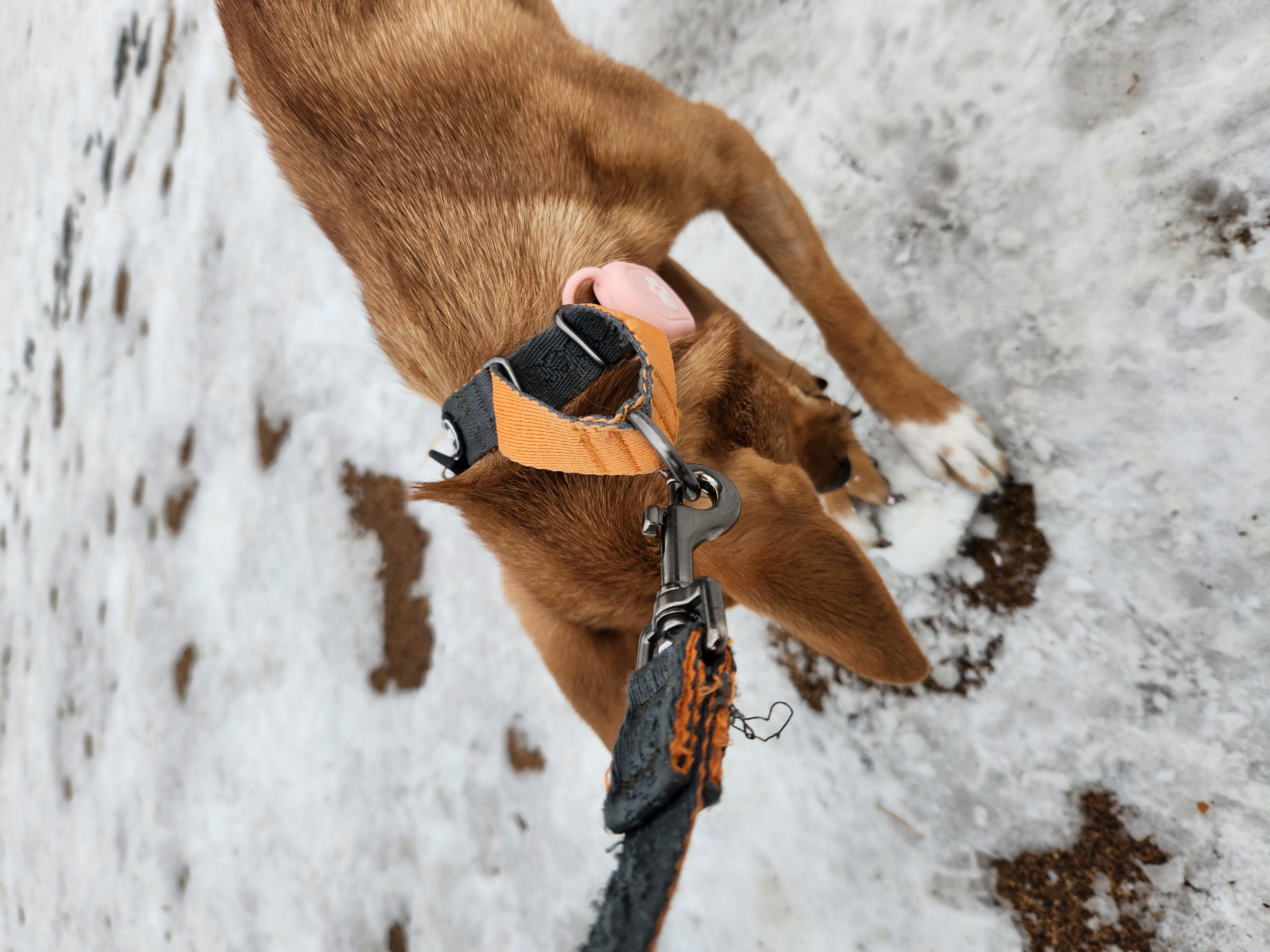 수온(구.다다) 입양 3개월, 생후 5개월 모습