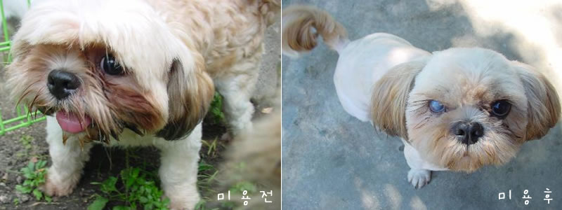 새식구의 임시보모를 찾습니다.
