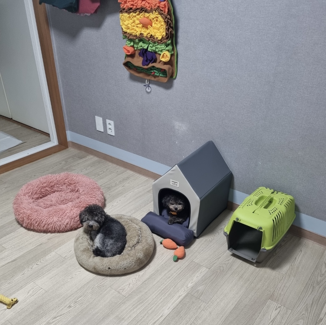 모리 입양 & 모찌 (이전 지그) 임시보호 후기 입니다.