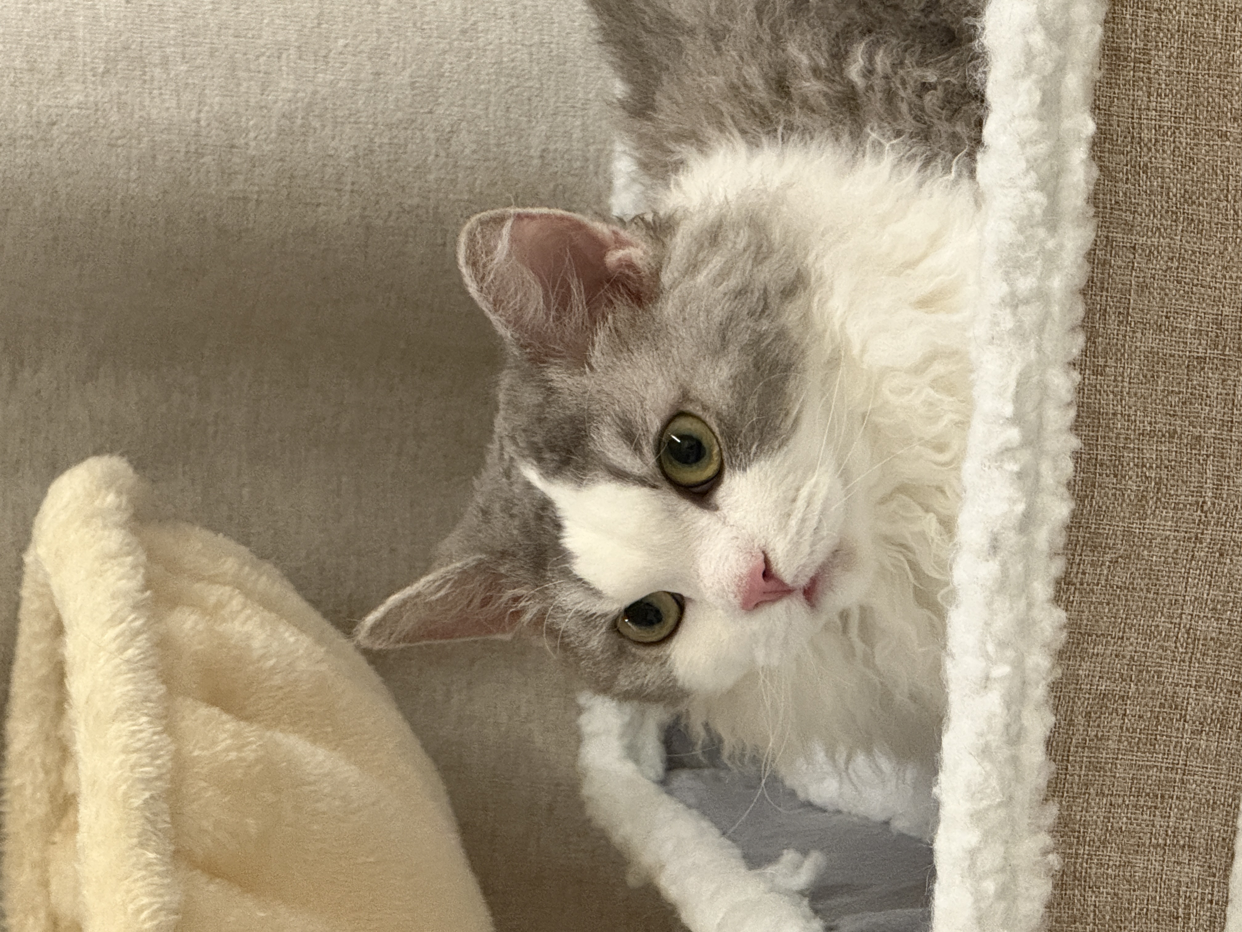 천사냥 단비(울산번식장 구조묘 몽땅이)와 6개월차 동거 후기