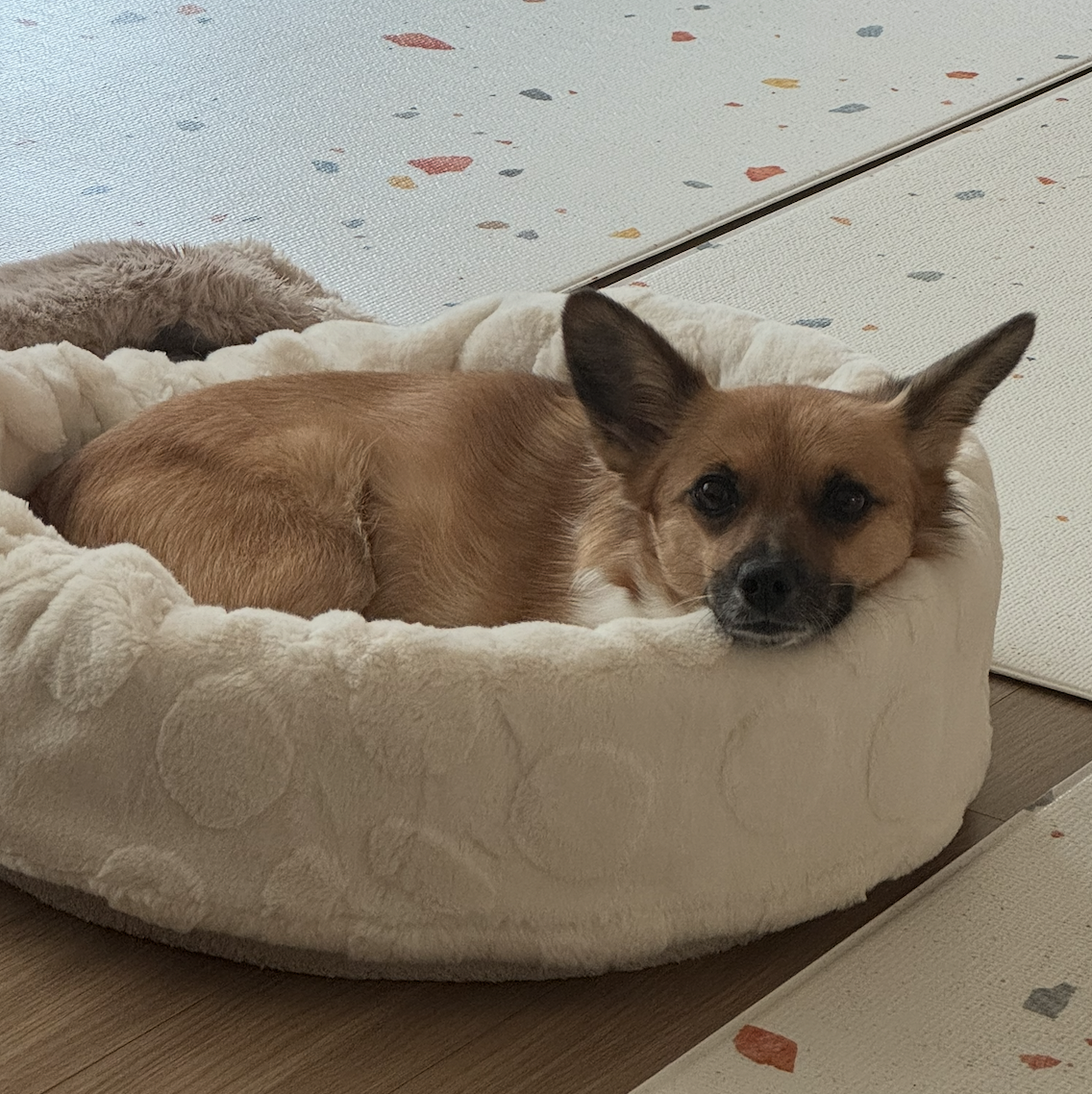 보나(은일이) 5주년