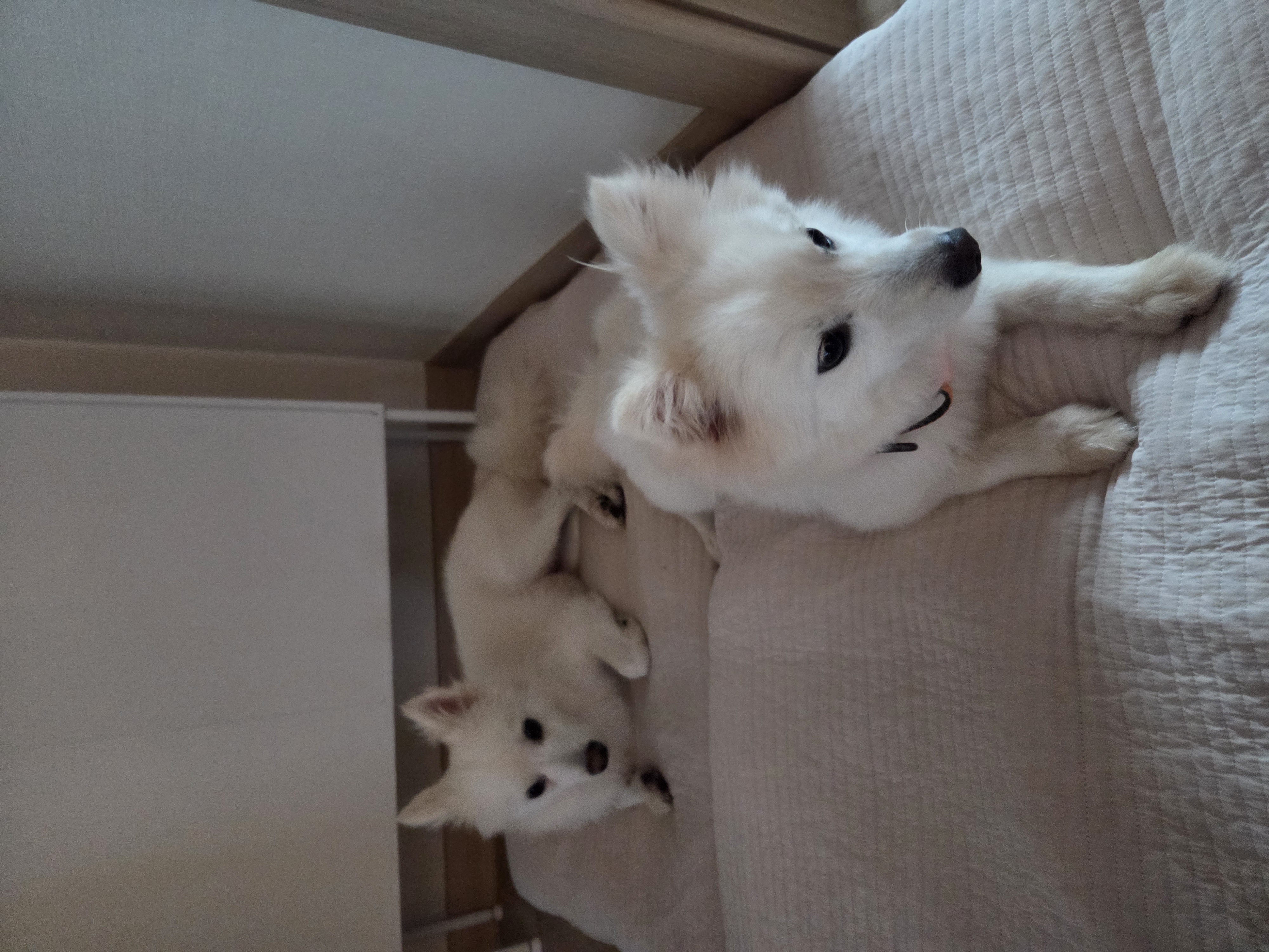 다람이 + 리유 = 행복♡