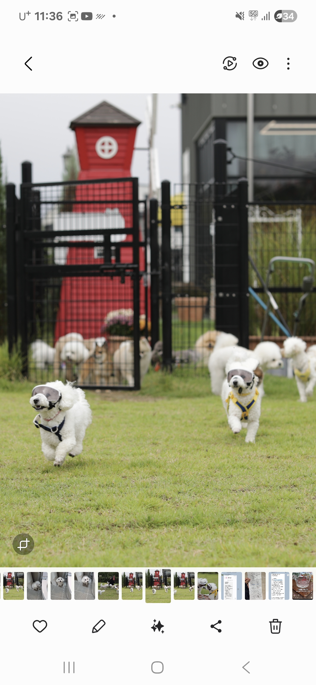 다온(푸양이) & 누림(양이) 잘 놀고 있습니다
