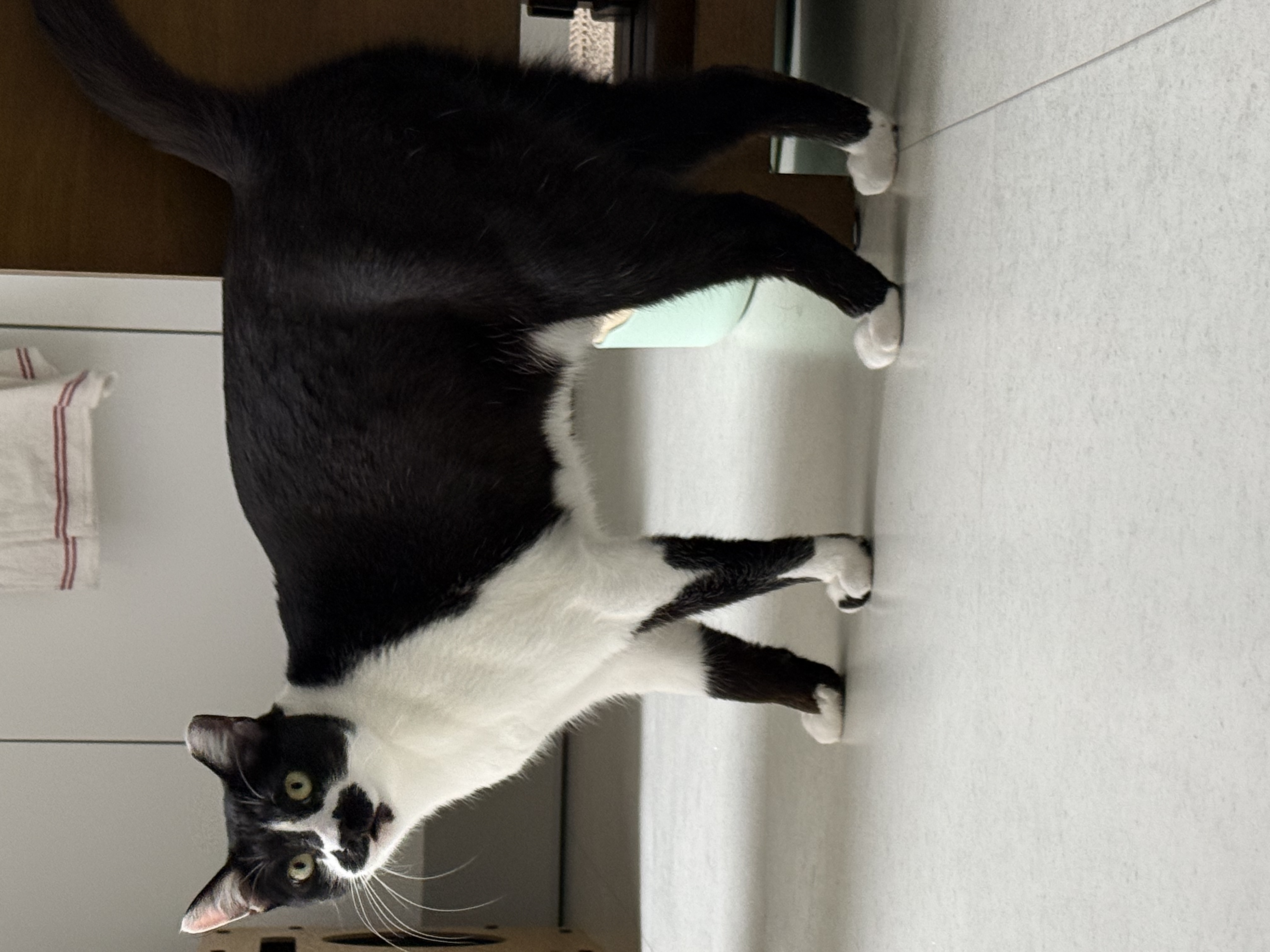 까망이 입양 6개월 후기