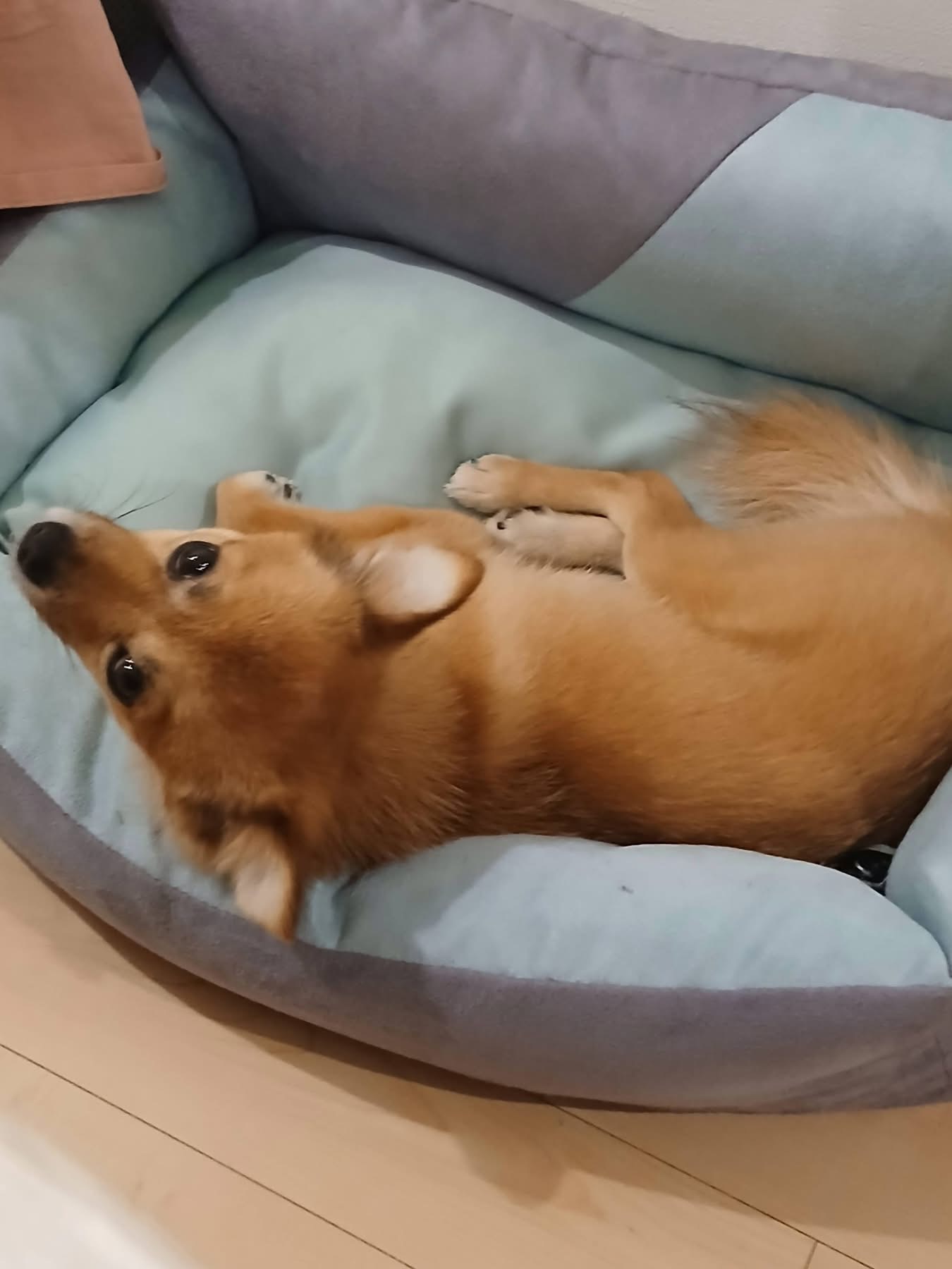 [해외입양] 캐나다 토론토에서 전해온 '달님이' 소식💌