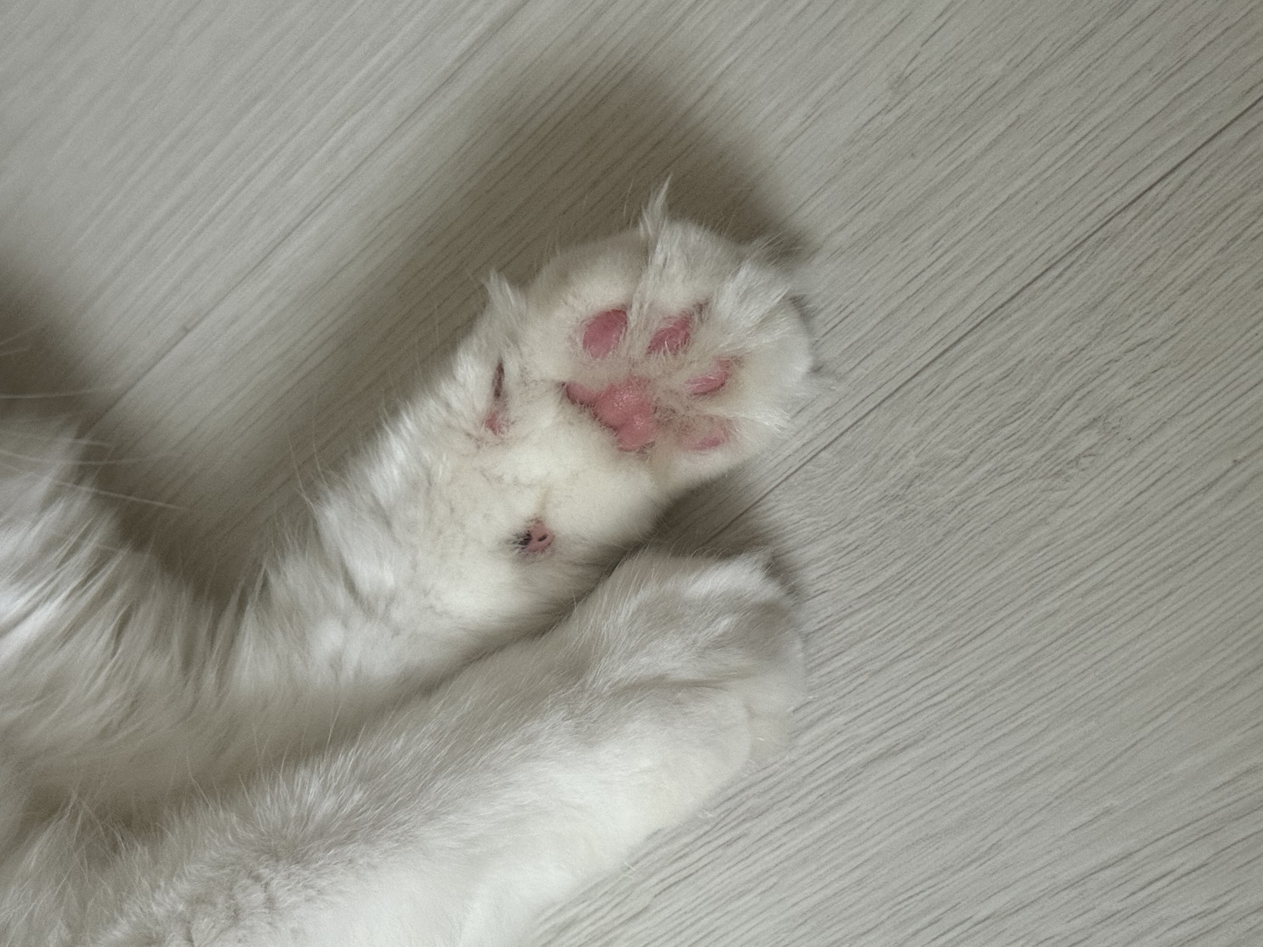 쌀롱이는 적응중! (서니)