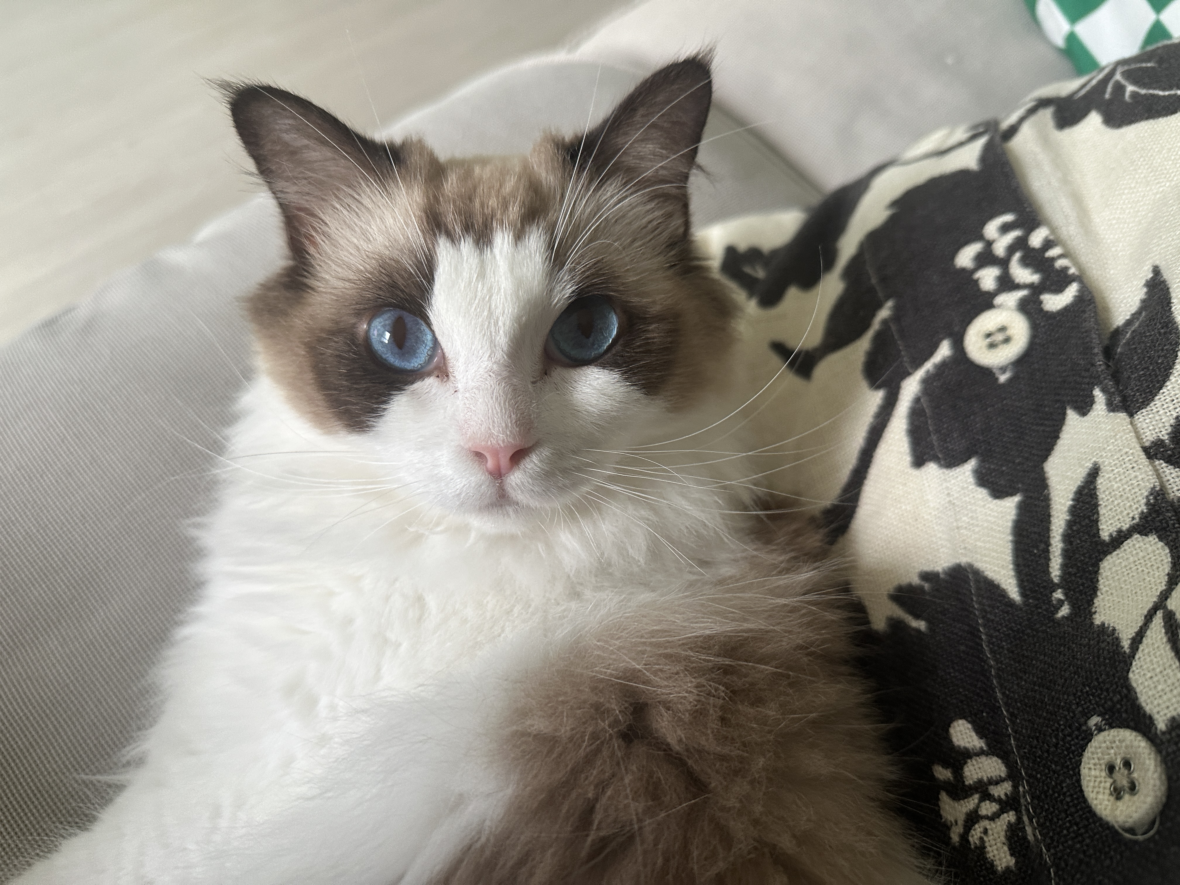 구 라푼젤 현 라라 1주일 입양기 feat. 현 샤샤 구 에리얼