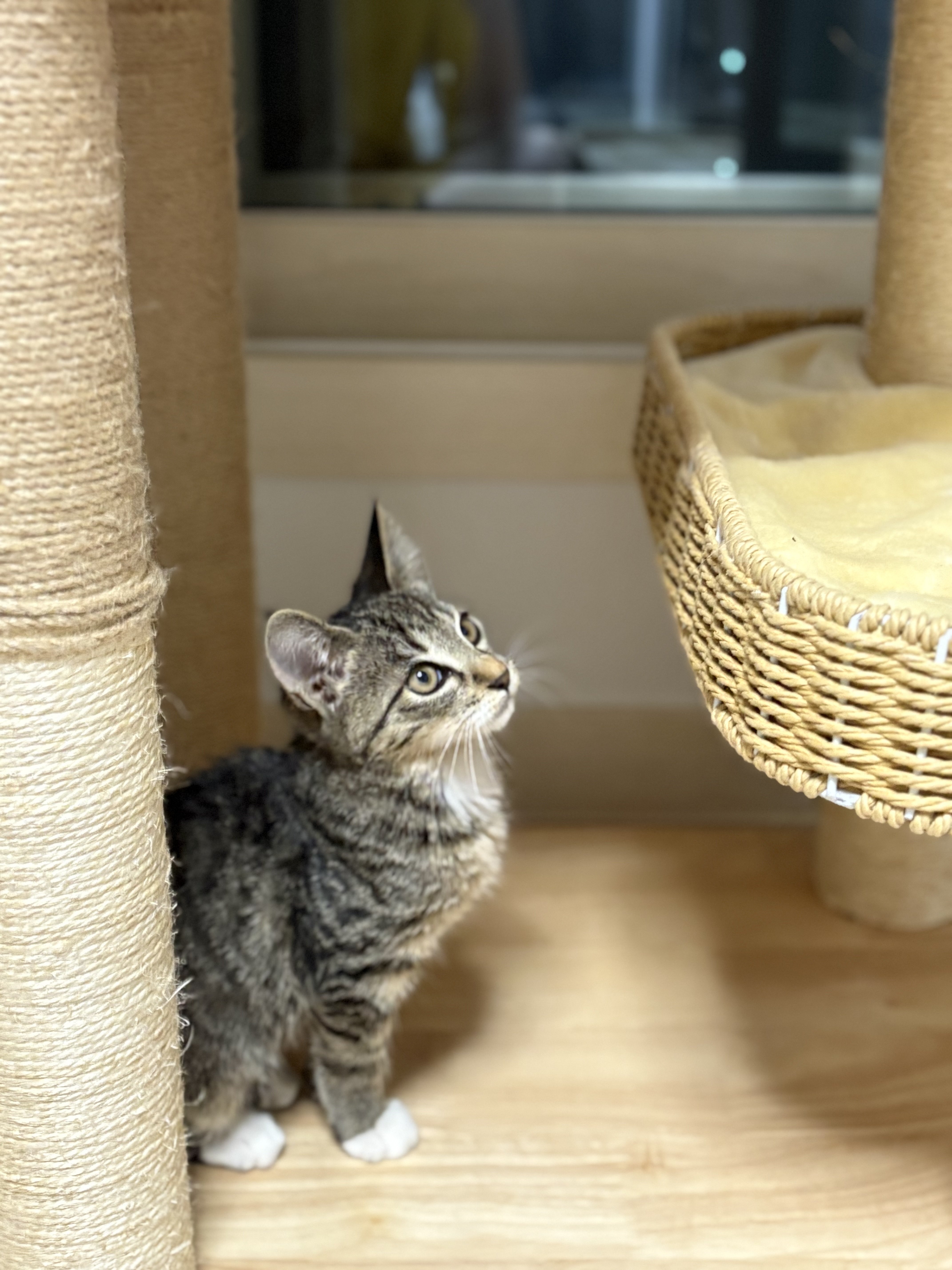 구 애옹 현 하리 입양 일주일차 후기