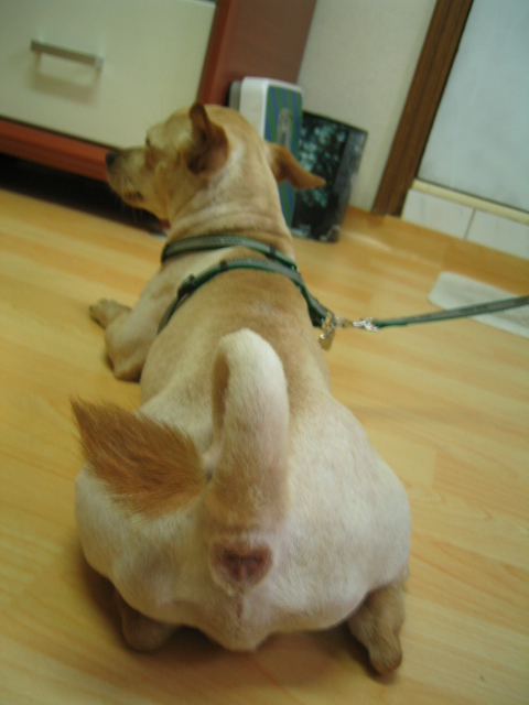 똘이 사진을 얼마나 많이 찍어 놨던지....