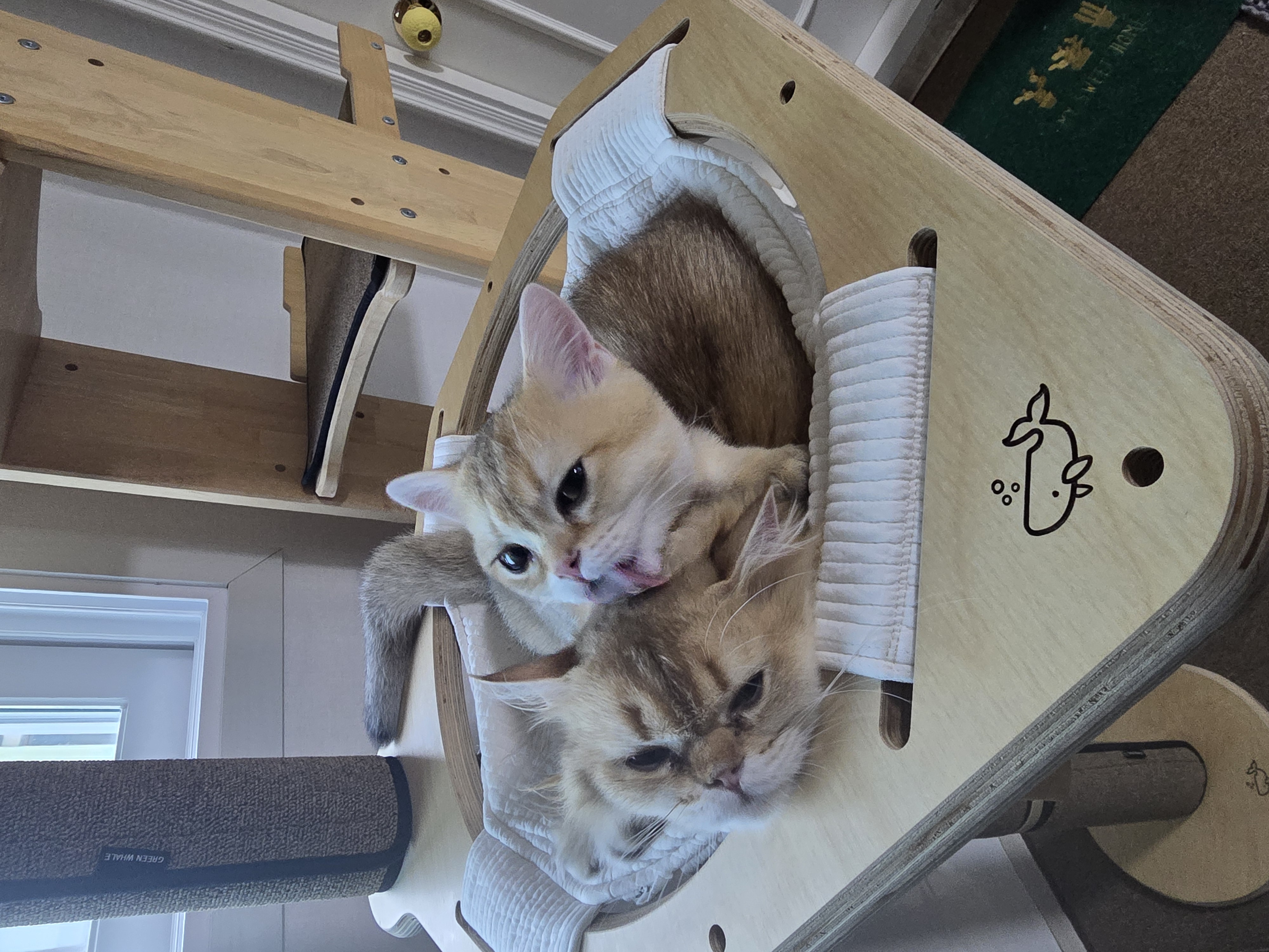 나나&무무(가필드&미가) 가족된지 한달