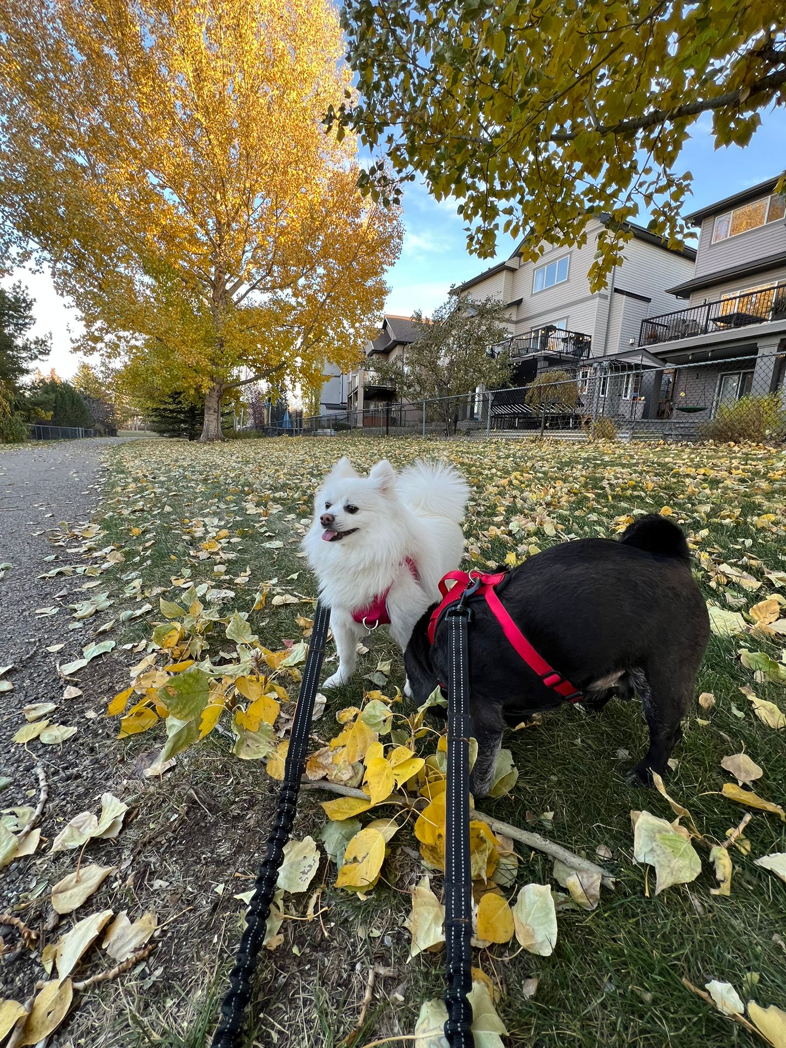 [해외입양] 캐나다 밴쿠버에서 전해온 '리야' 소식💌
