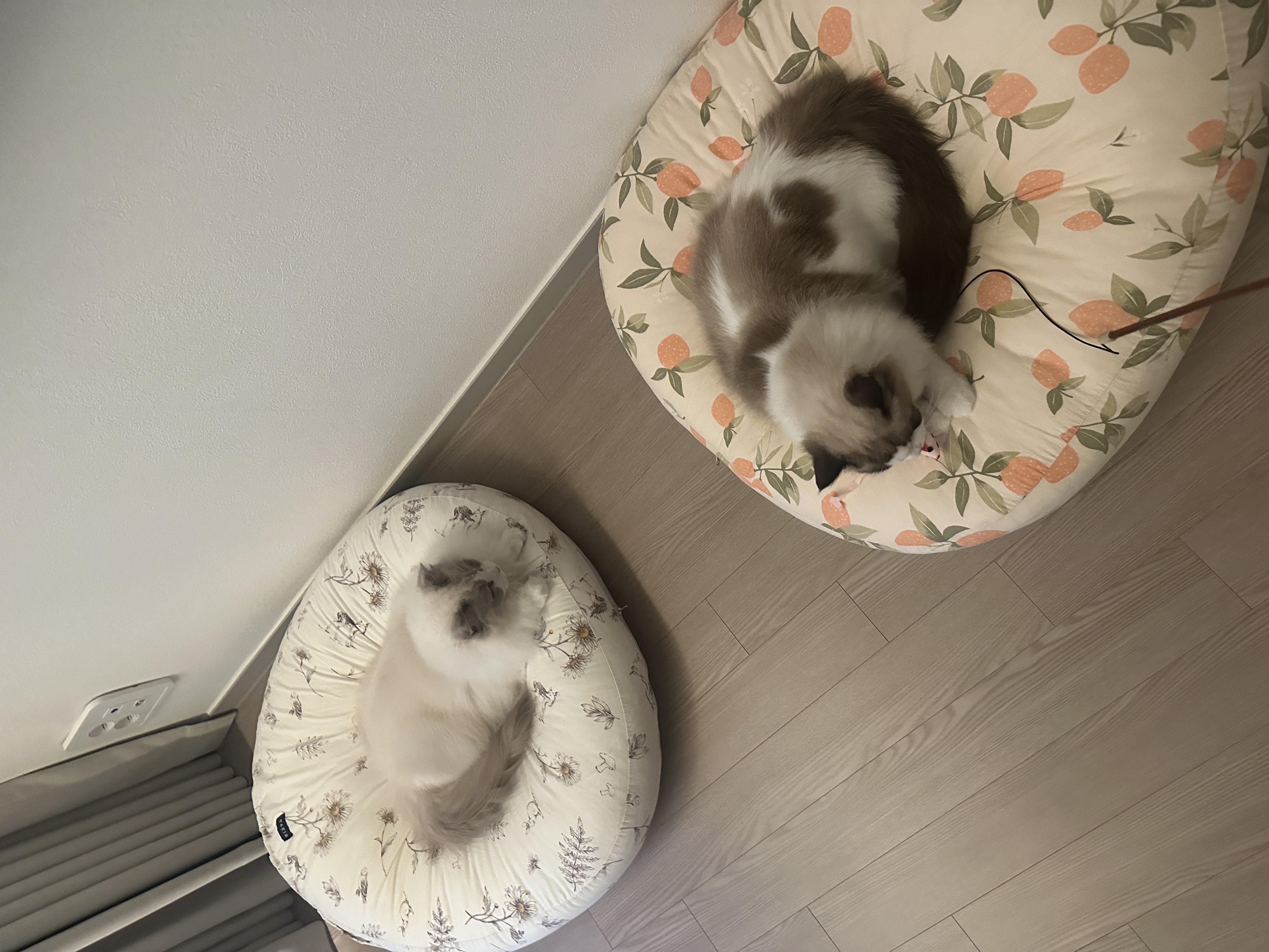 샤샤&라라 aka 샤랄라 시스터즈 1개월 후기 (구 라푼젤 에리얼)