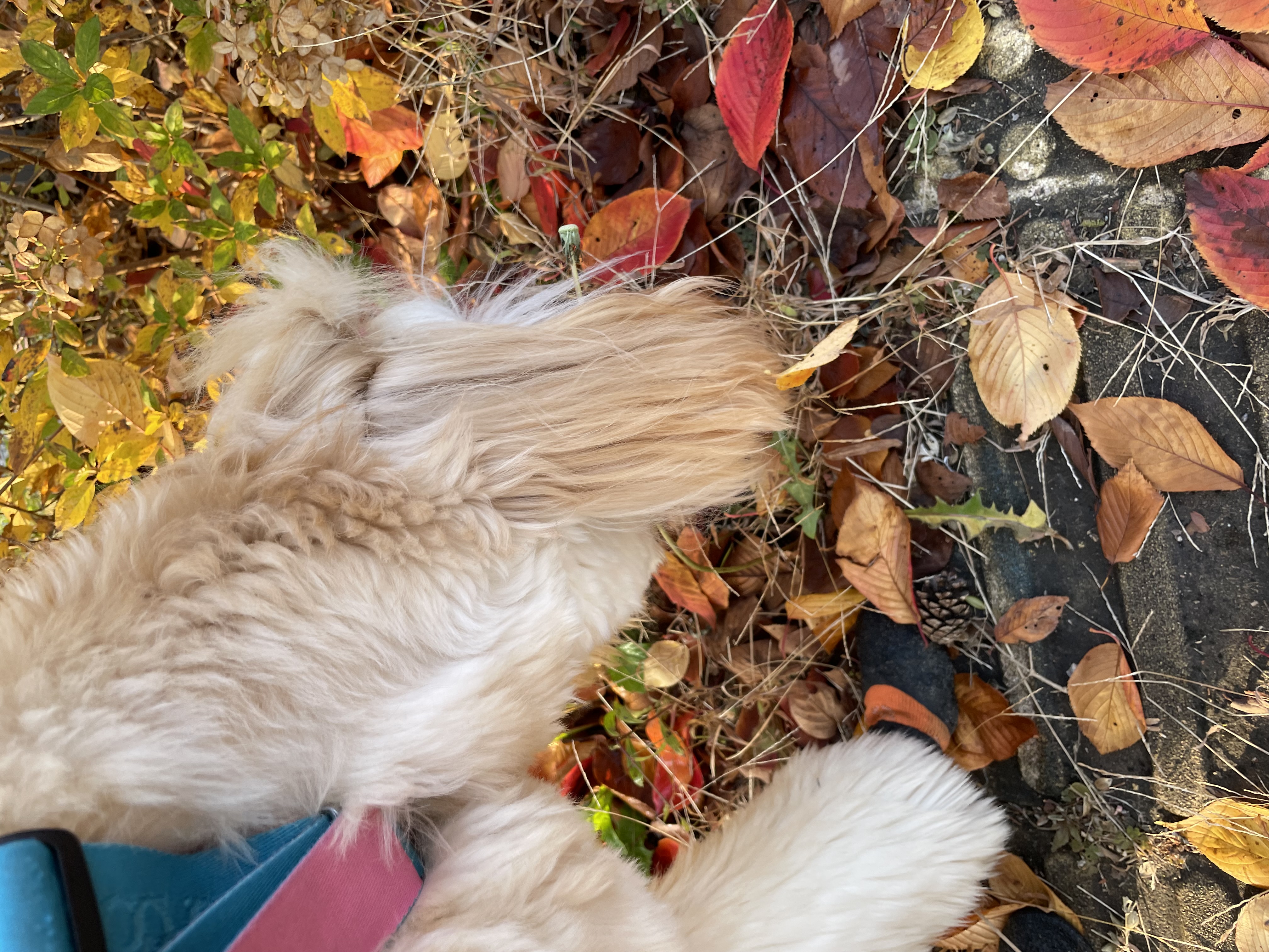 라나 일년 후 이야기