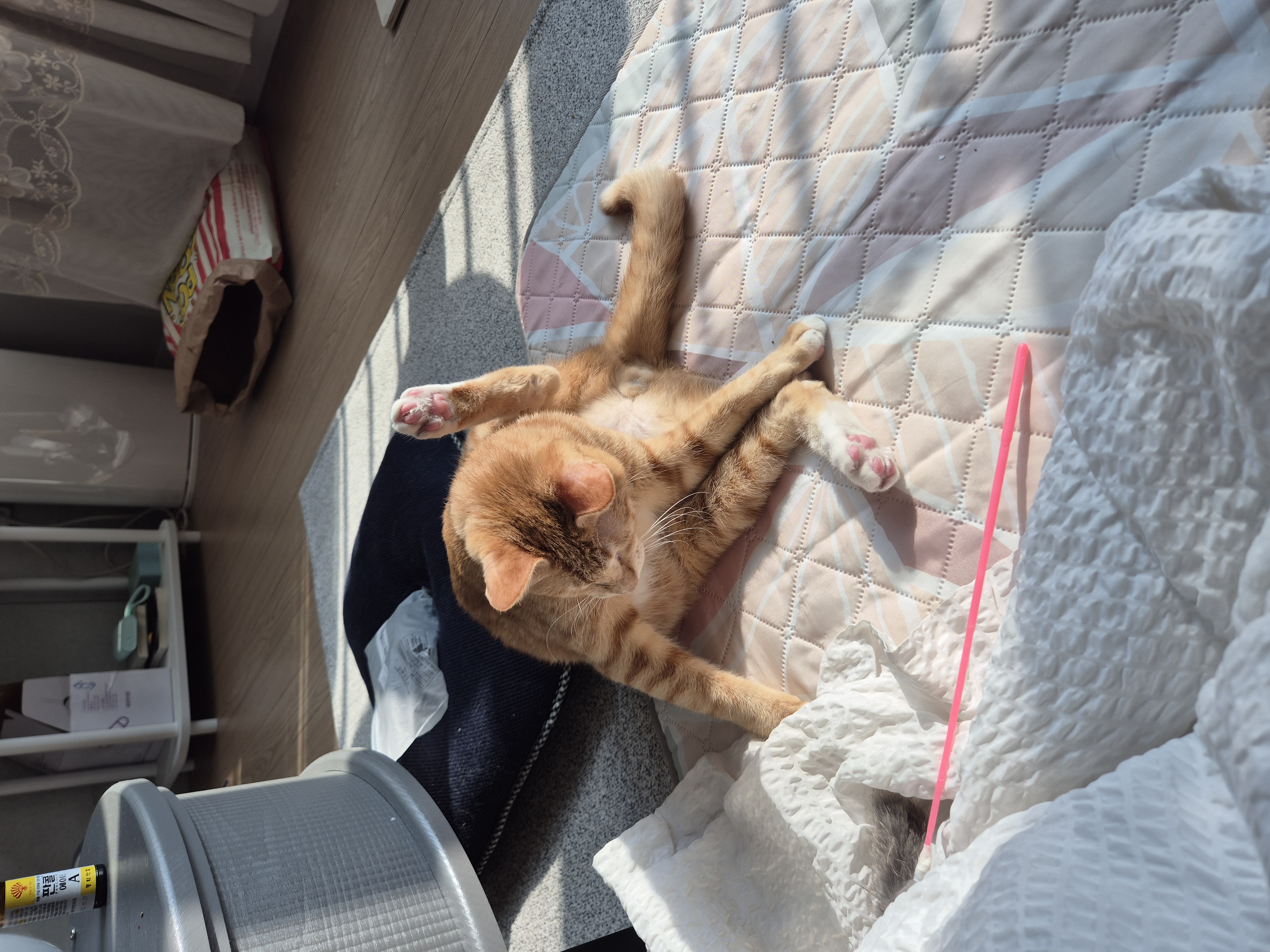 몽룡이가 된 소운이 입양 일주일차