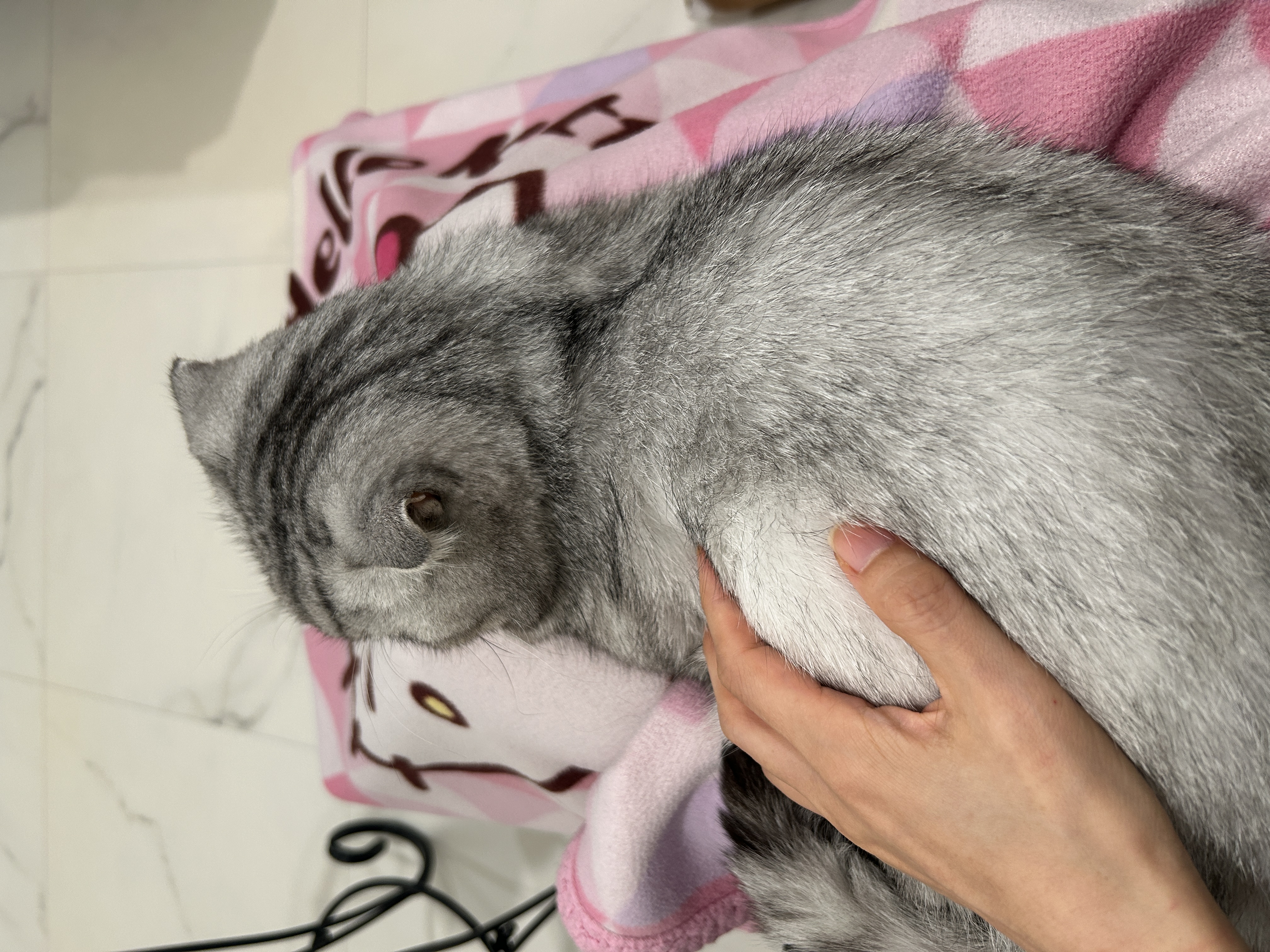 동엽이(행운이),살랑이(루리) 같이 지낸지 2년째