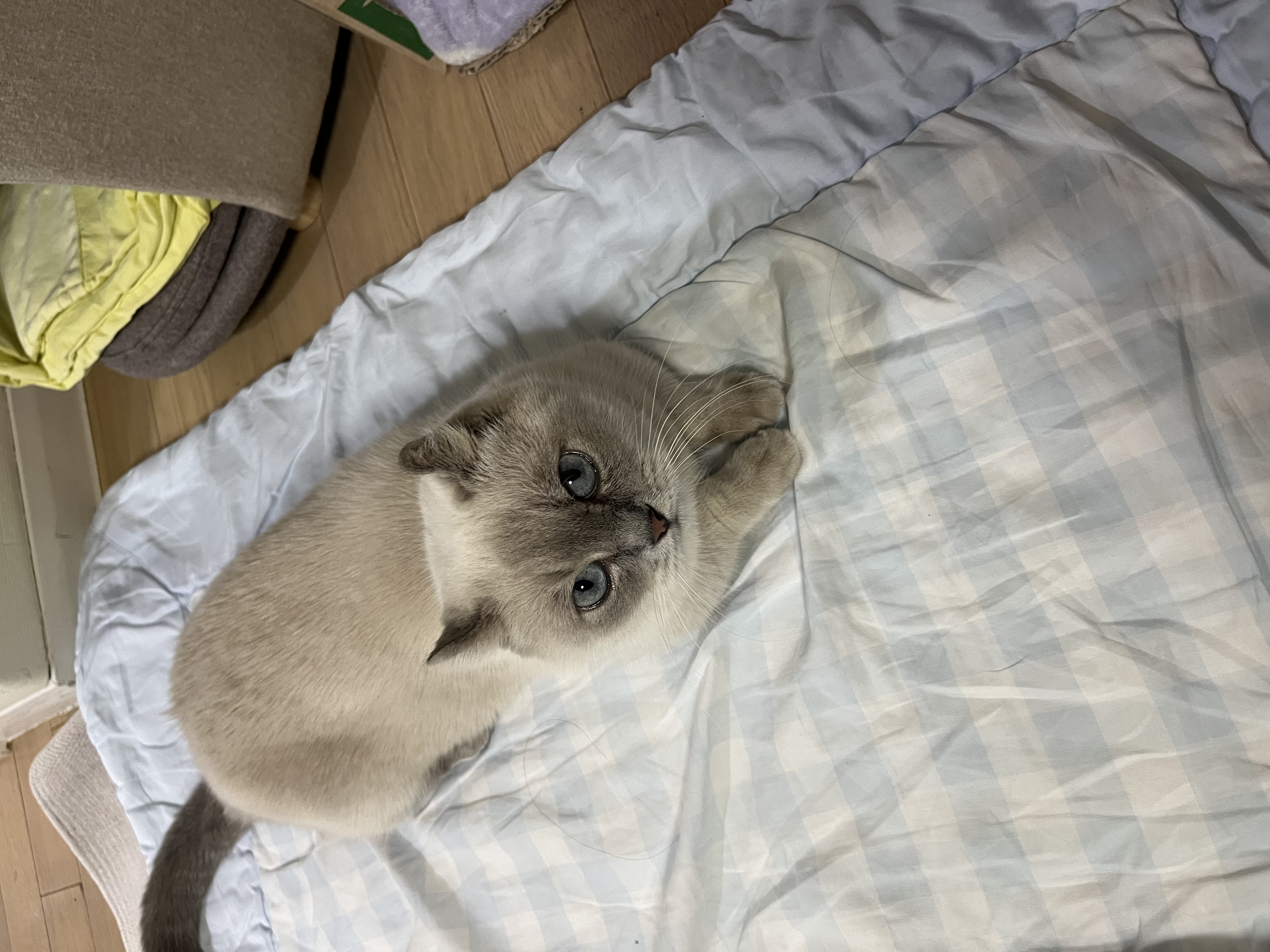 버찌(하츄)와 함게한 3개월입니다