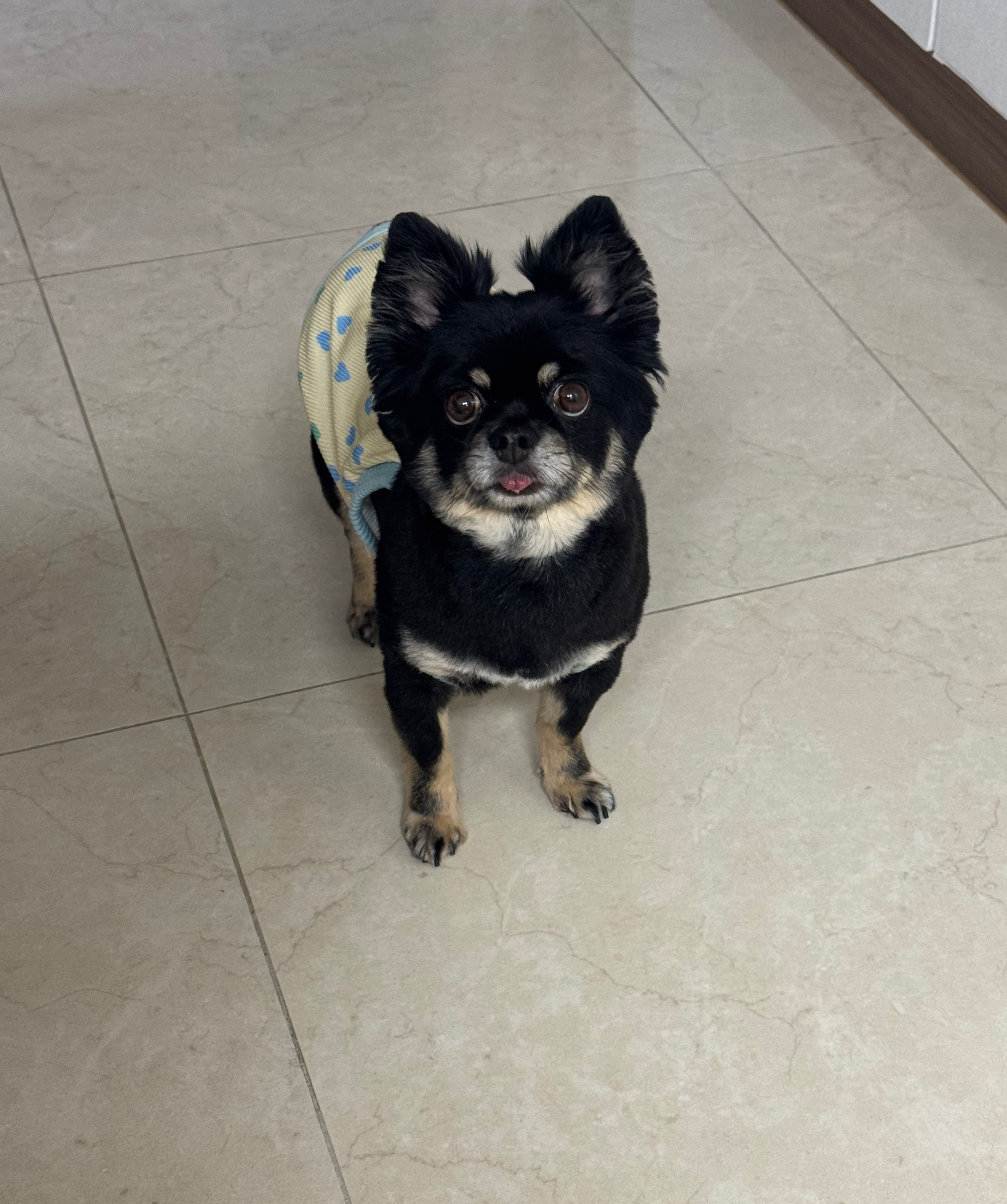 랩몬이 임보4개월차 소식 올립니다~^^