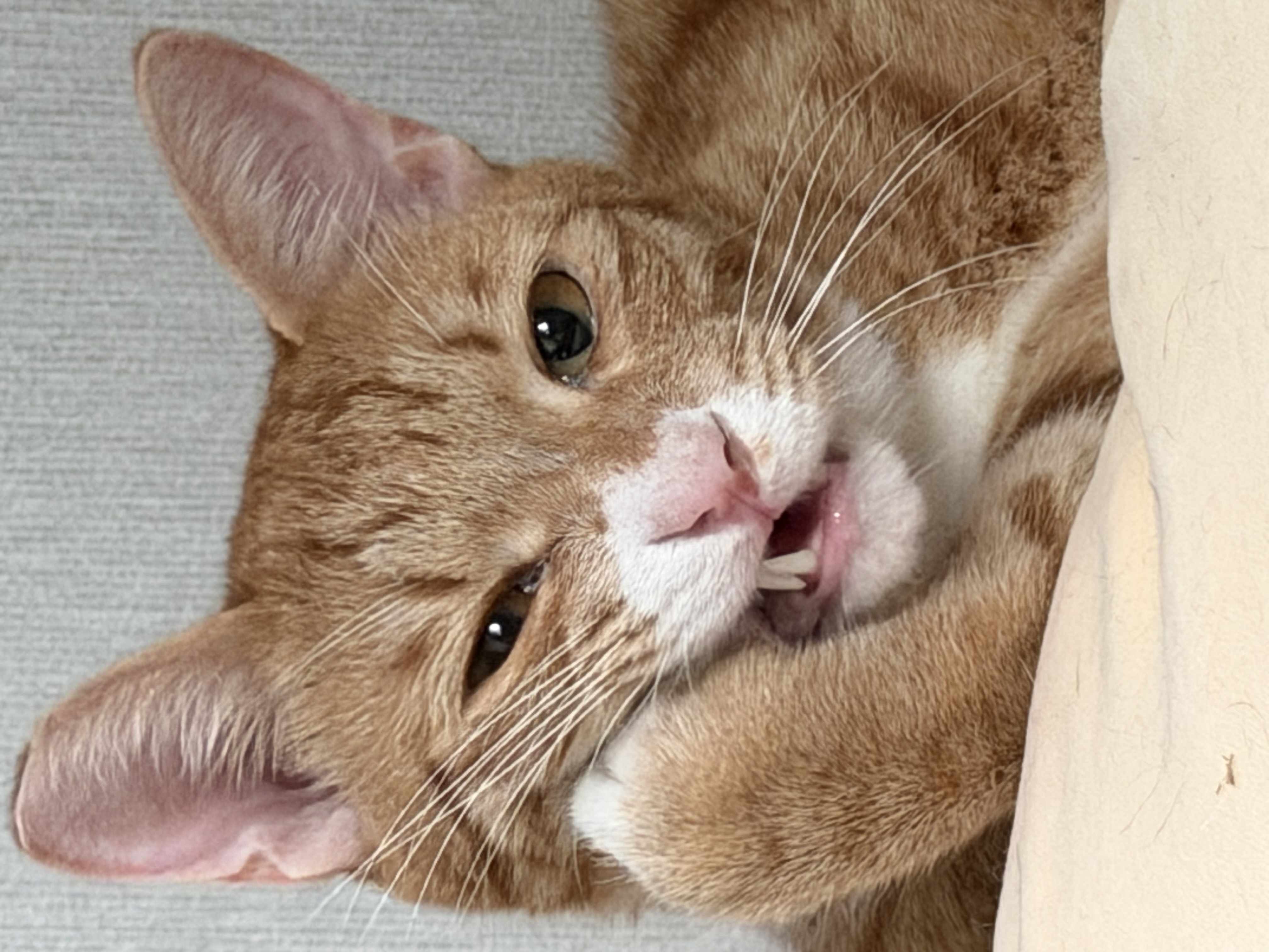 말랑콩떡과의 일년