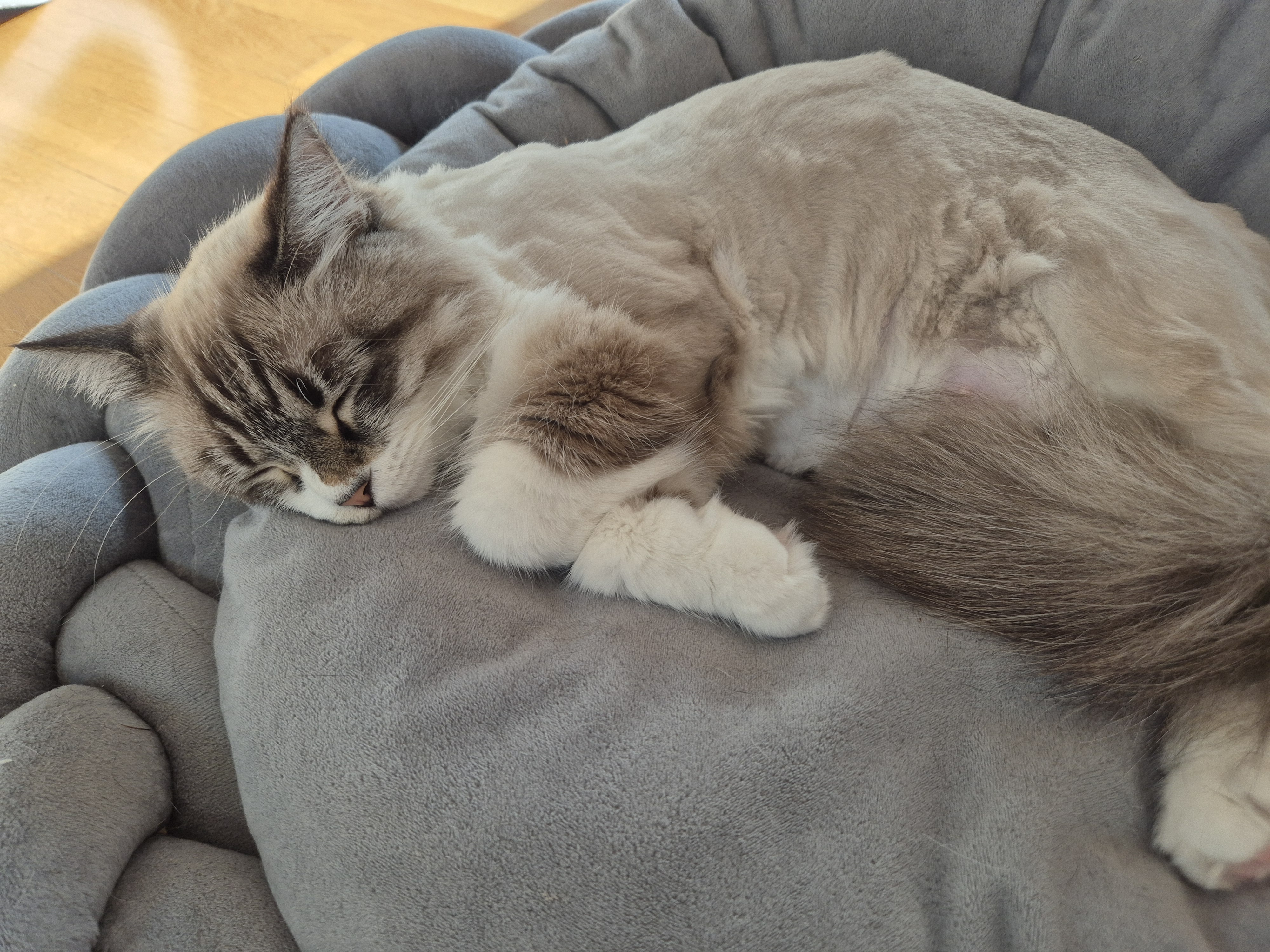 루나 (메리다) 6개월 입양후기