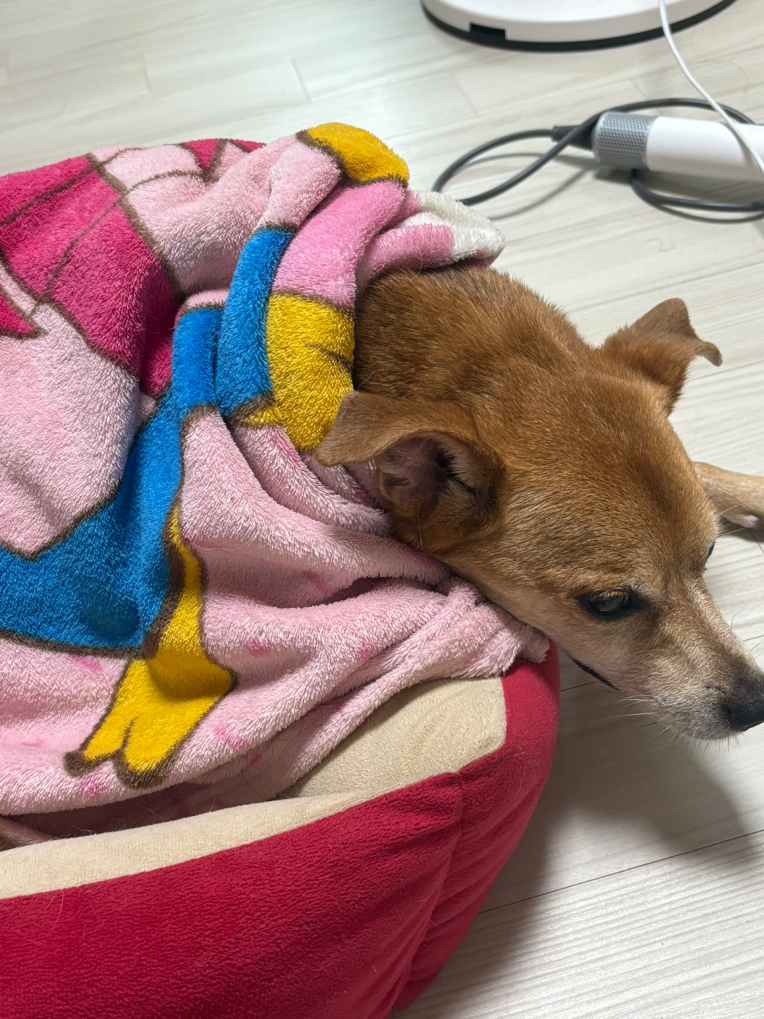 다온이 소식요~