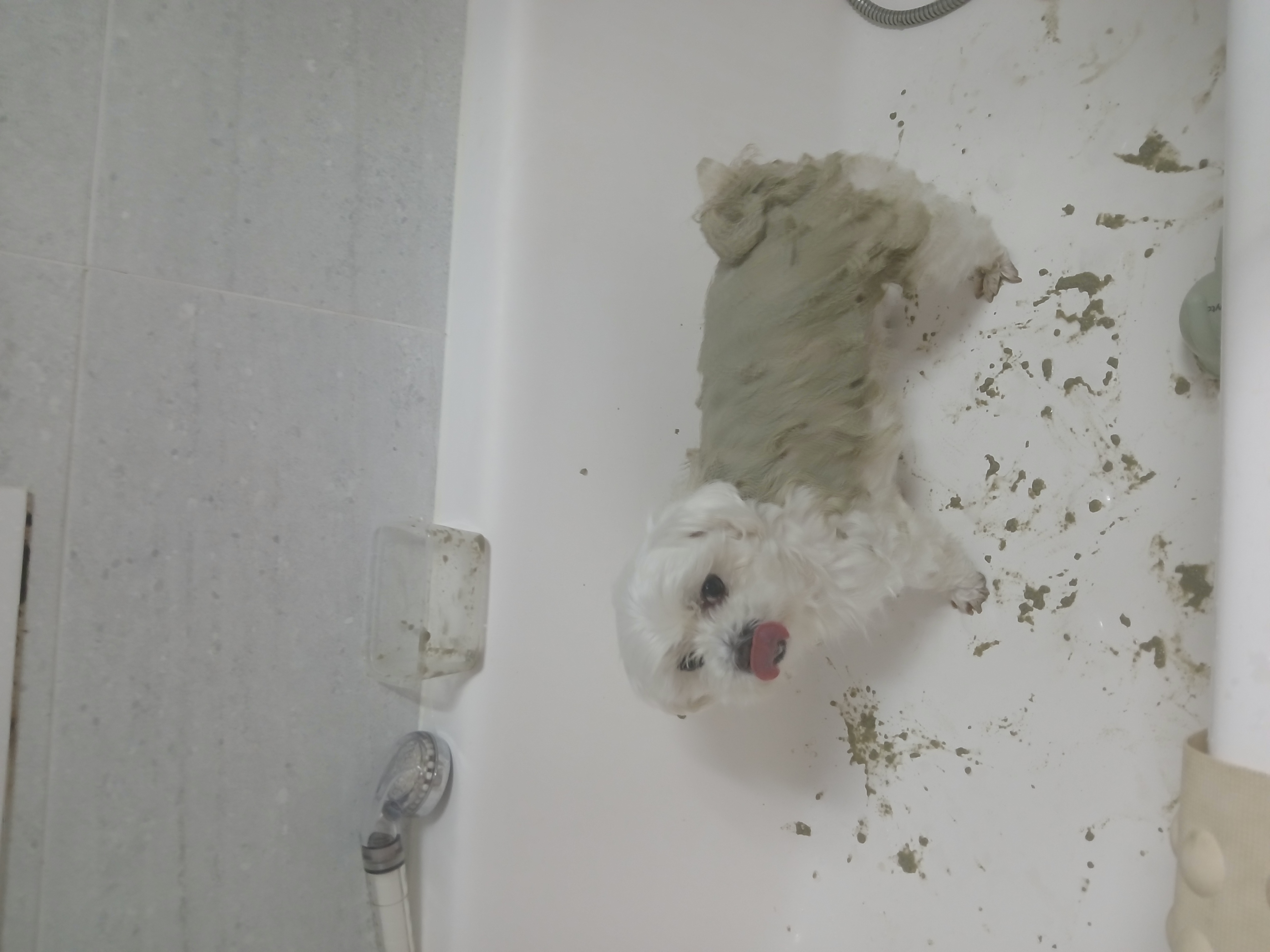 보령번식장구조견  티코