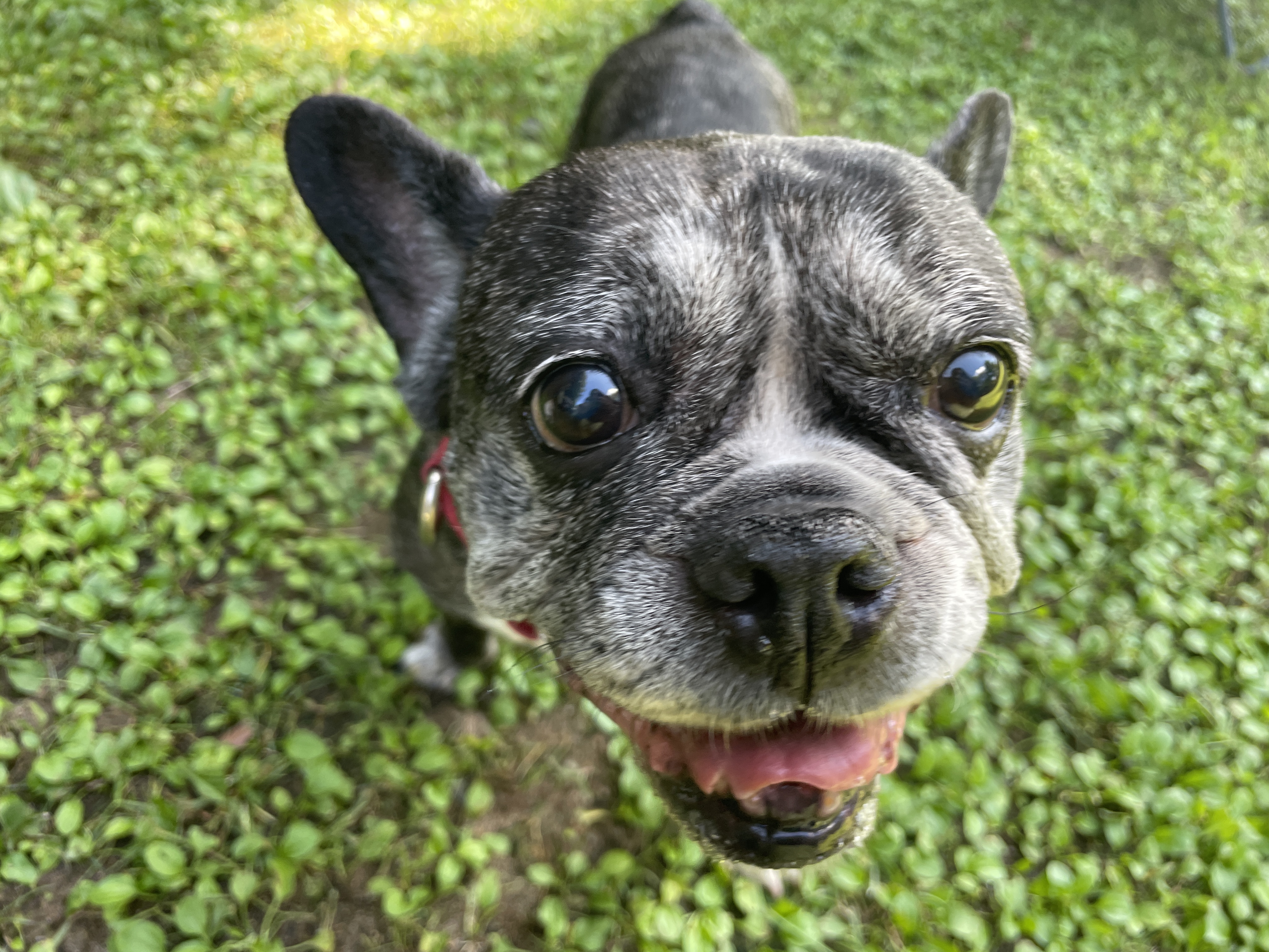 호이 입양 일기와 뽀아 임보 일기 