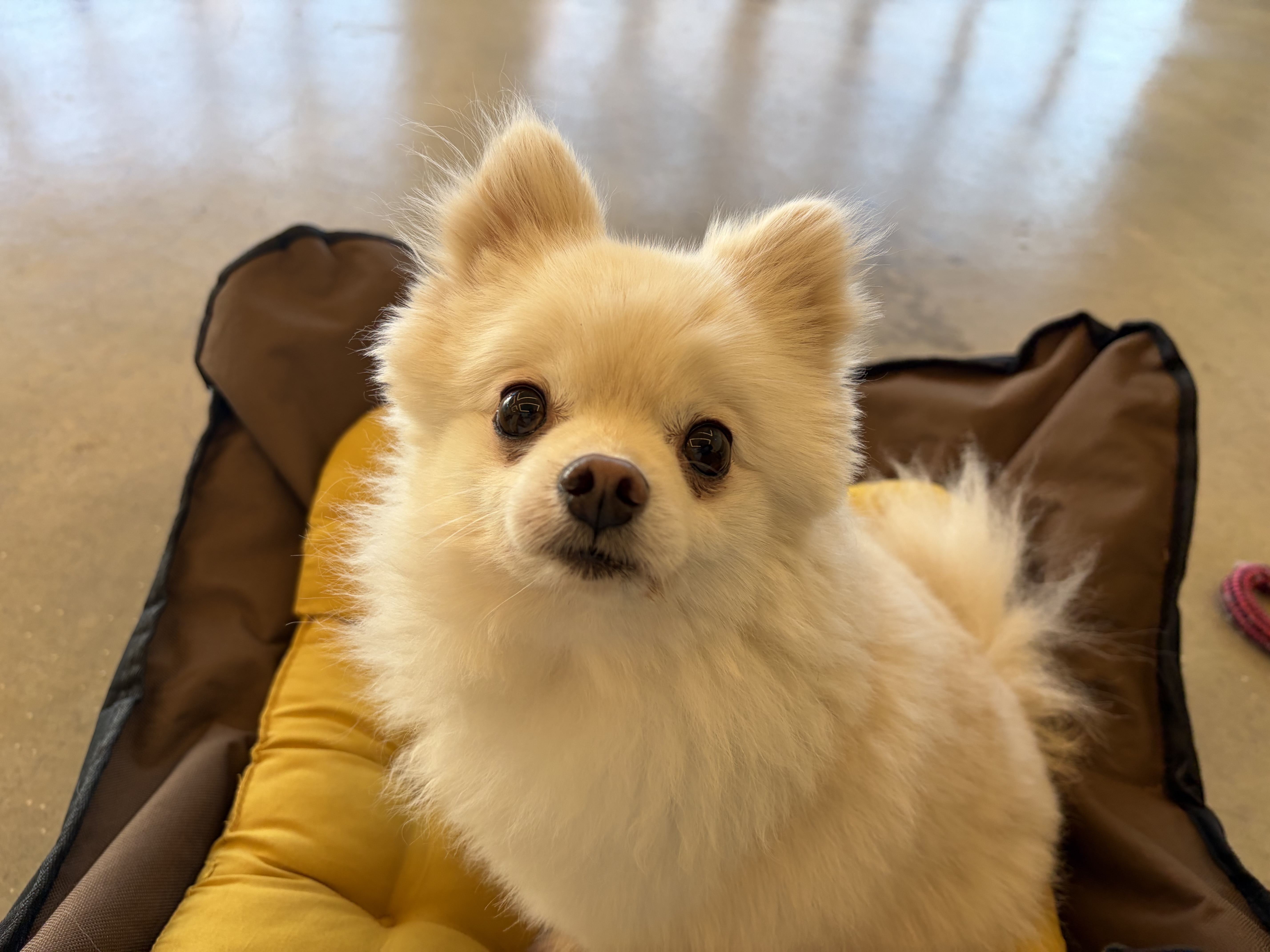 호이네 뽀아네입니다 ^^