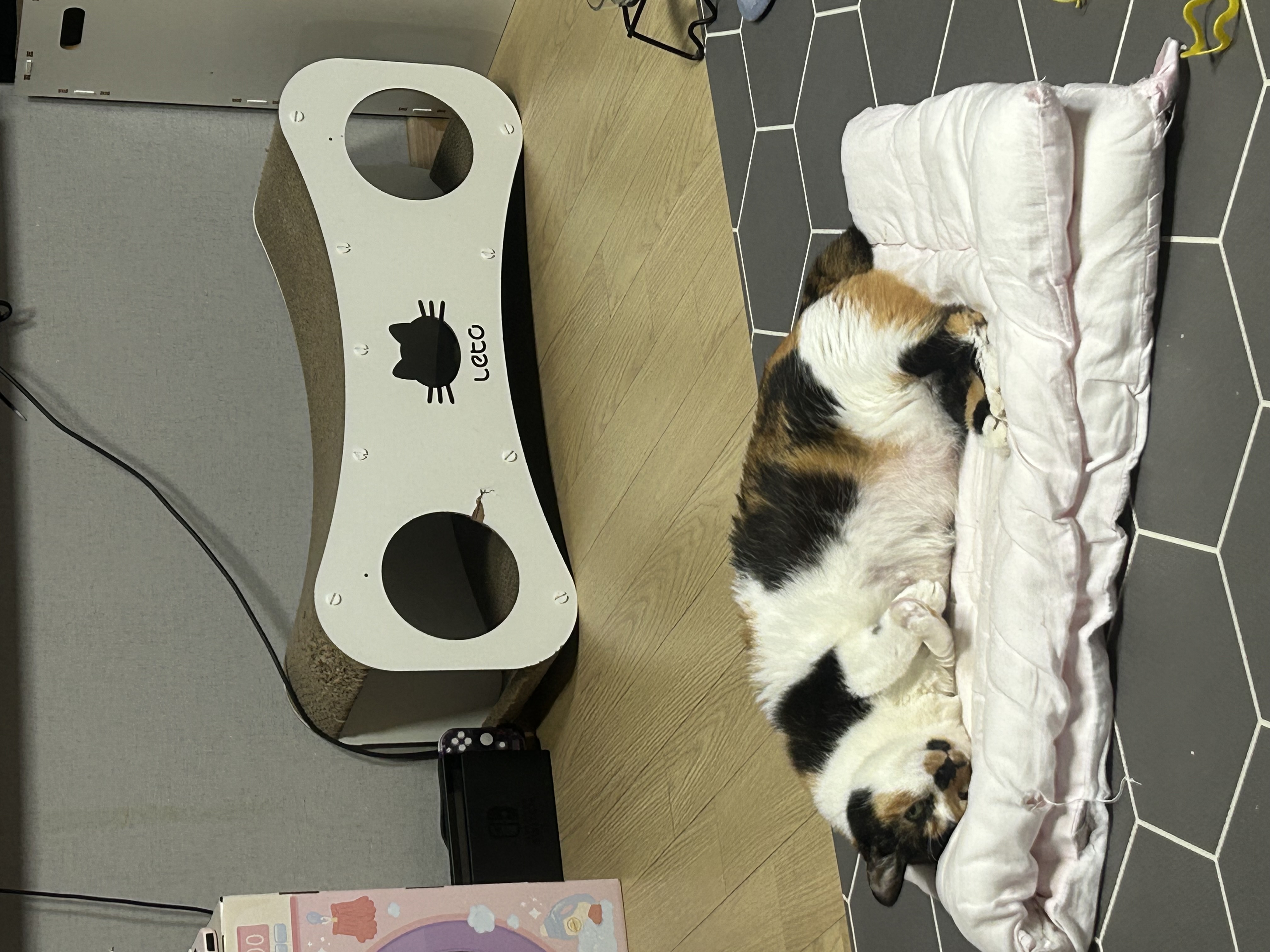 달이가 됀 달냥이