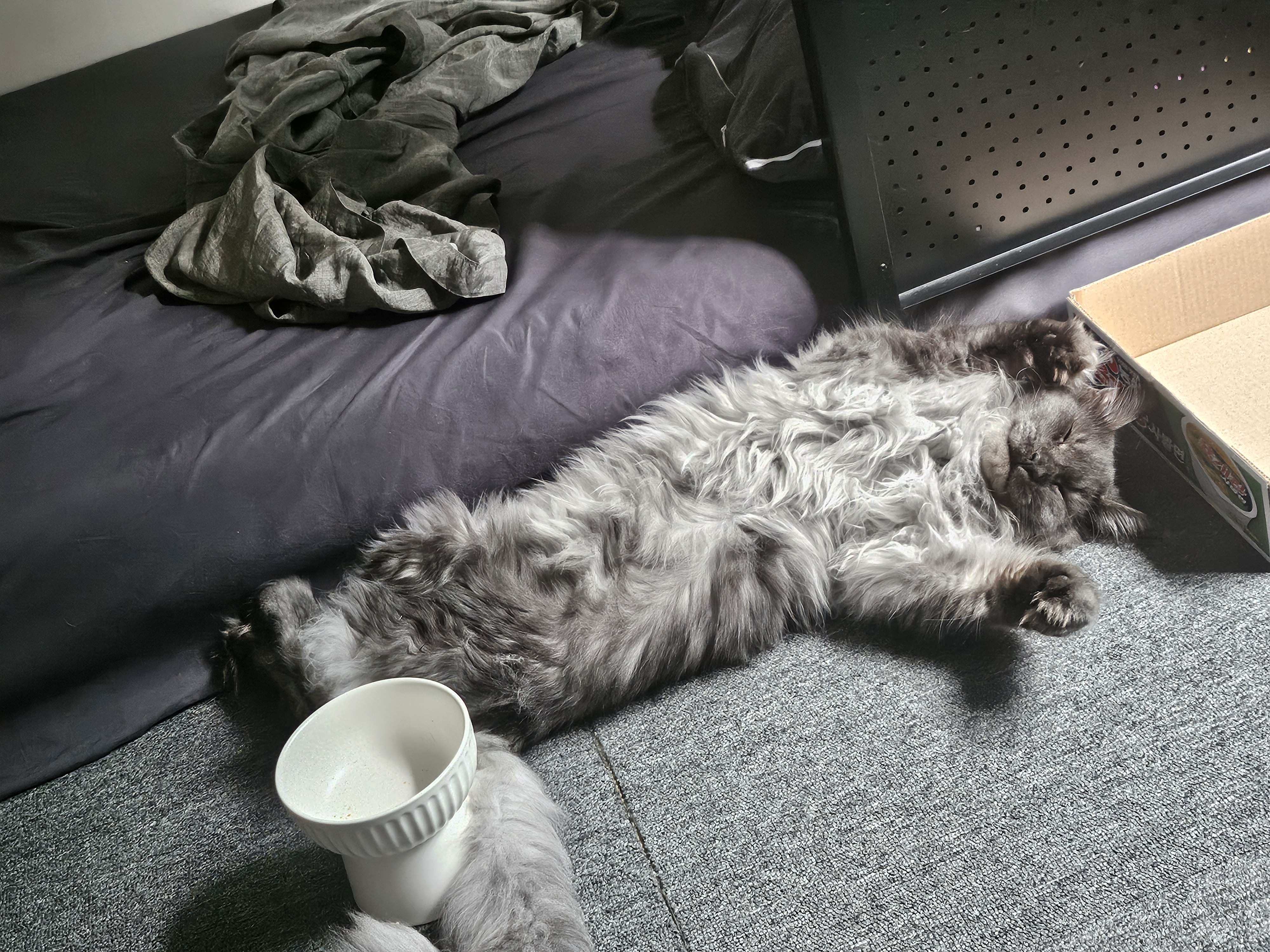 꾼이 입양 한달차