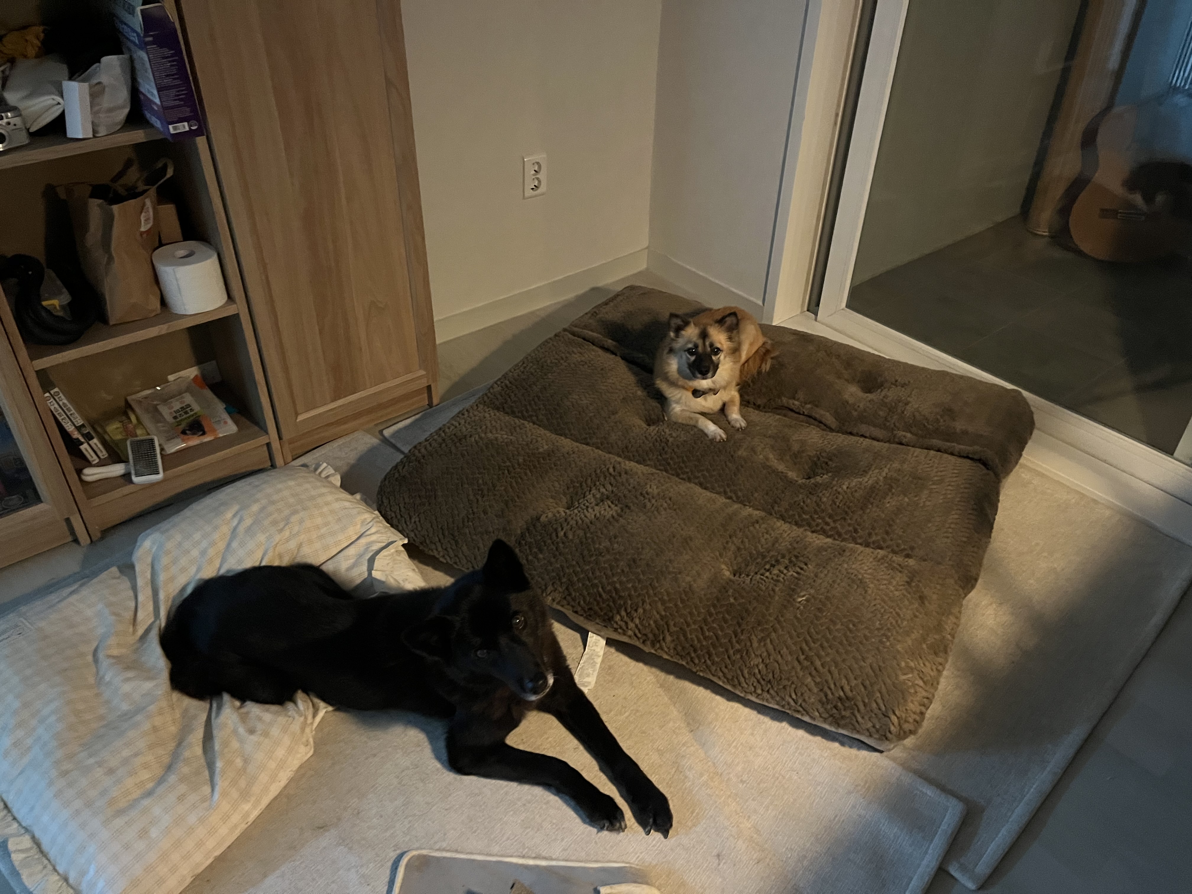 케일이의 첫 집생활