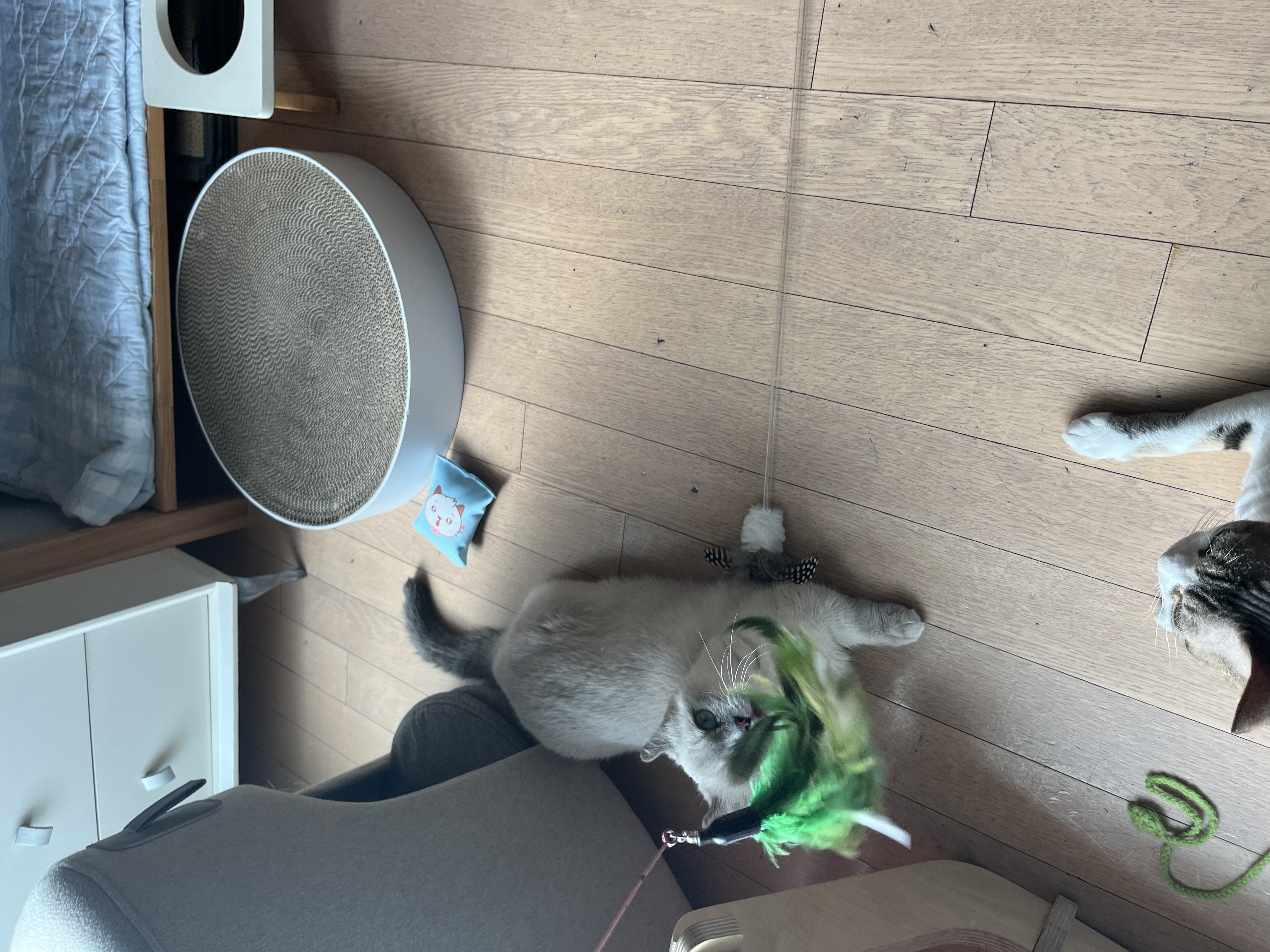 임시보호 한달후 가족이된 하츄(버찌)