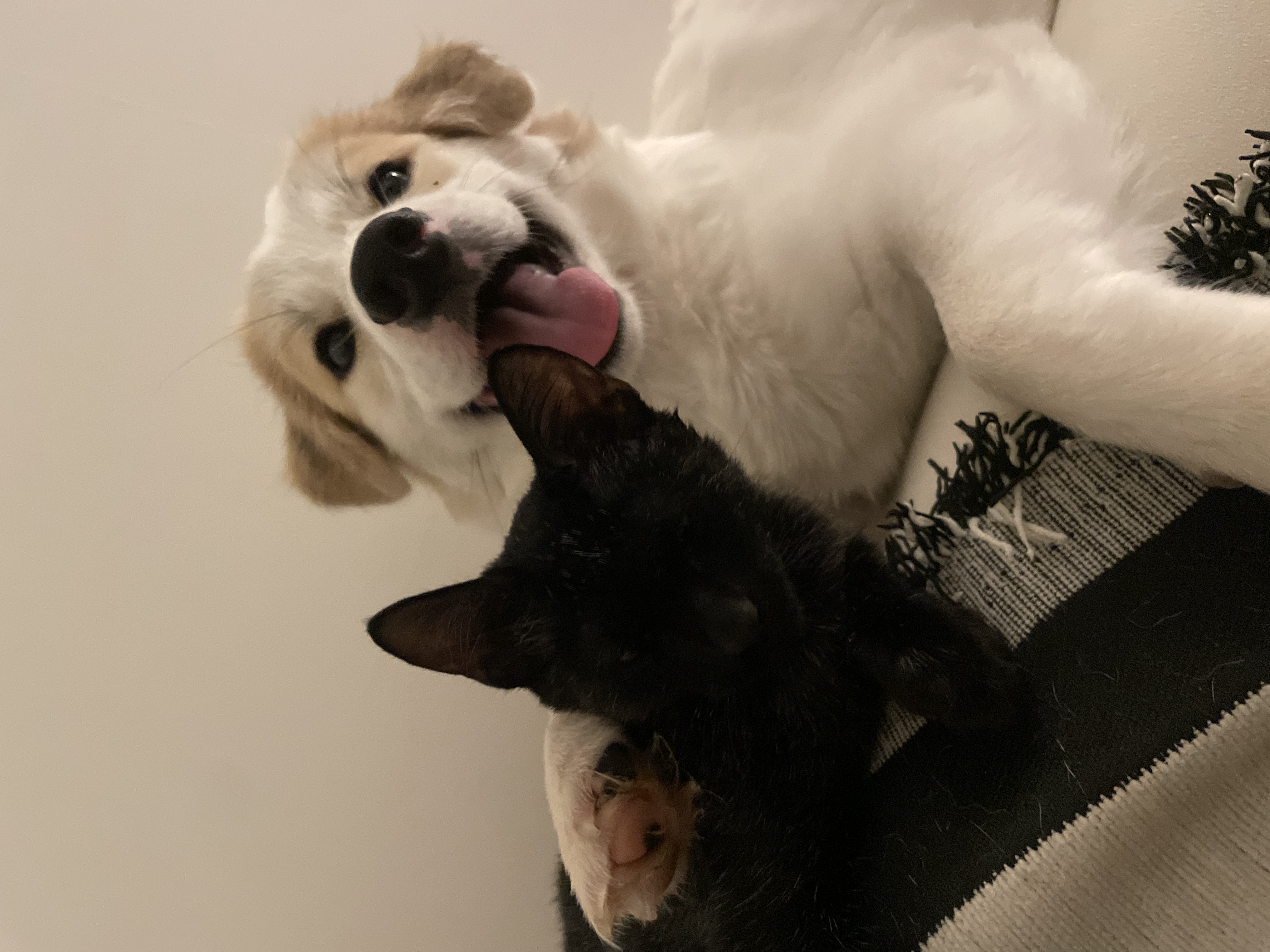 만복(모랑이) 근황입니다!