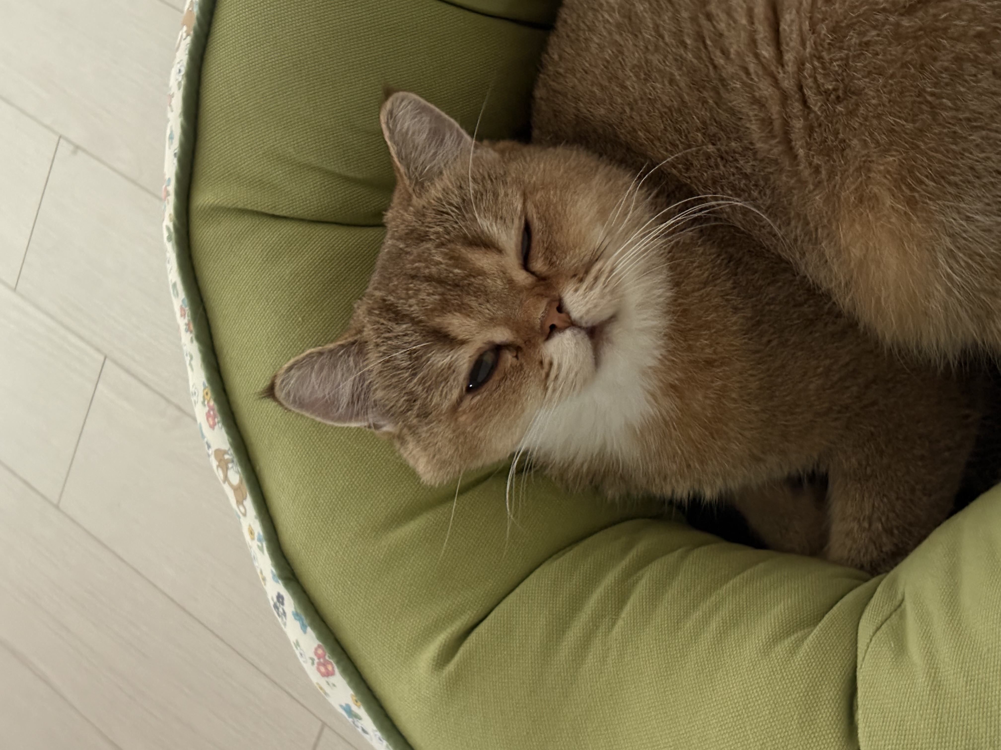 두두 (구 삼월이) 일주일 후기🧡